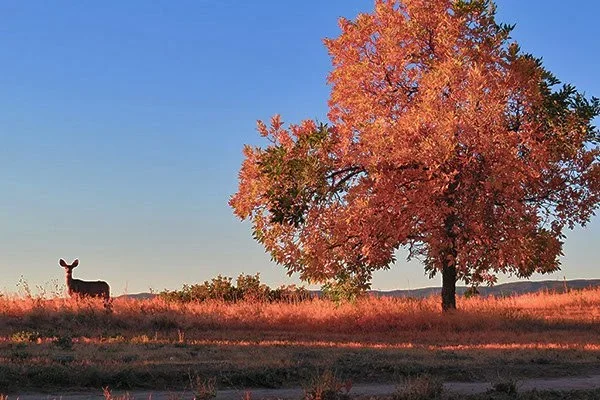 a lone deer near a tree at dusk