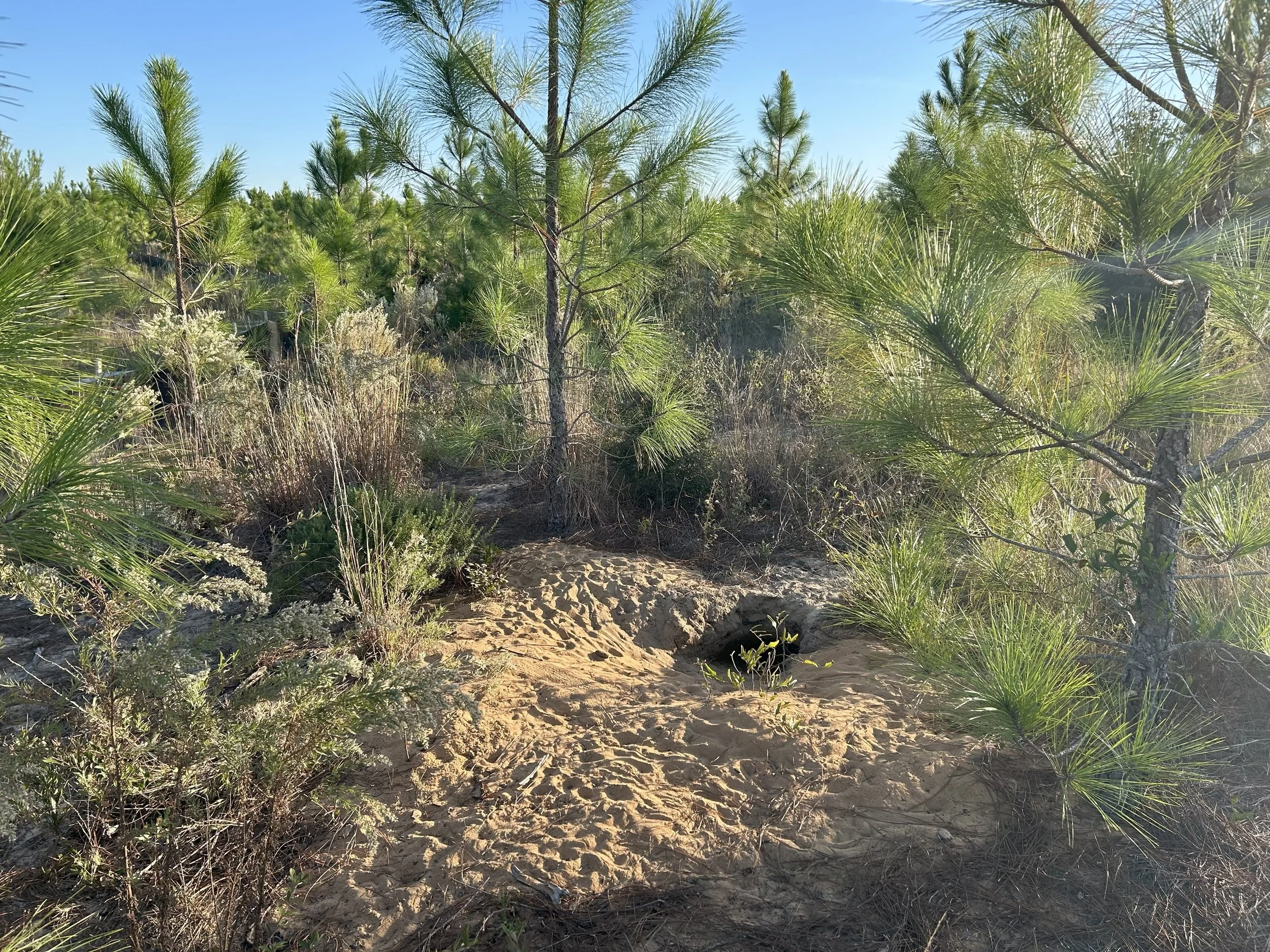 A sandy hiking trail through a forested area with green pine trees and shrubs, under a clear blue sky.