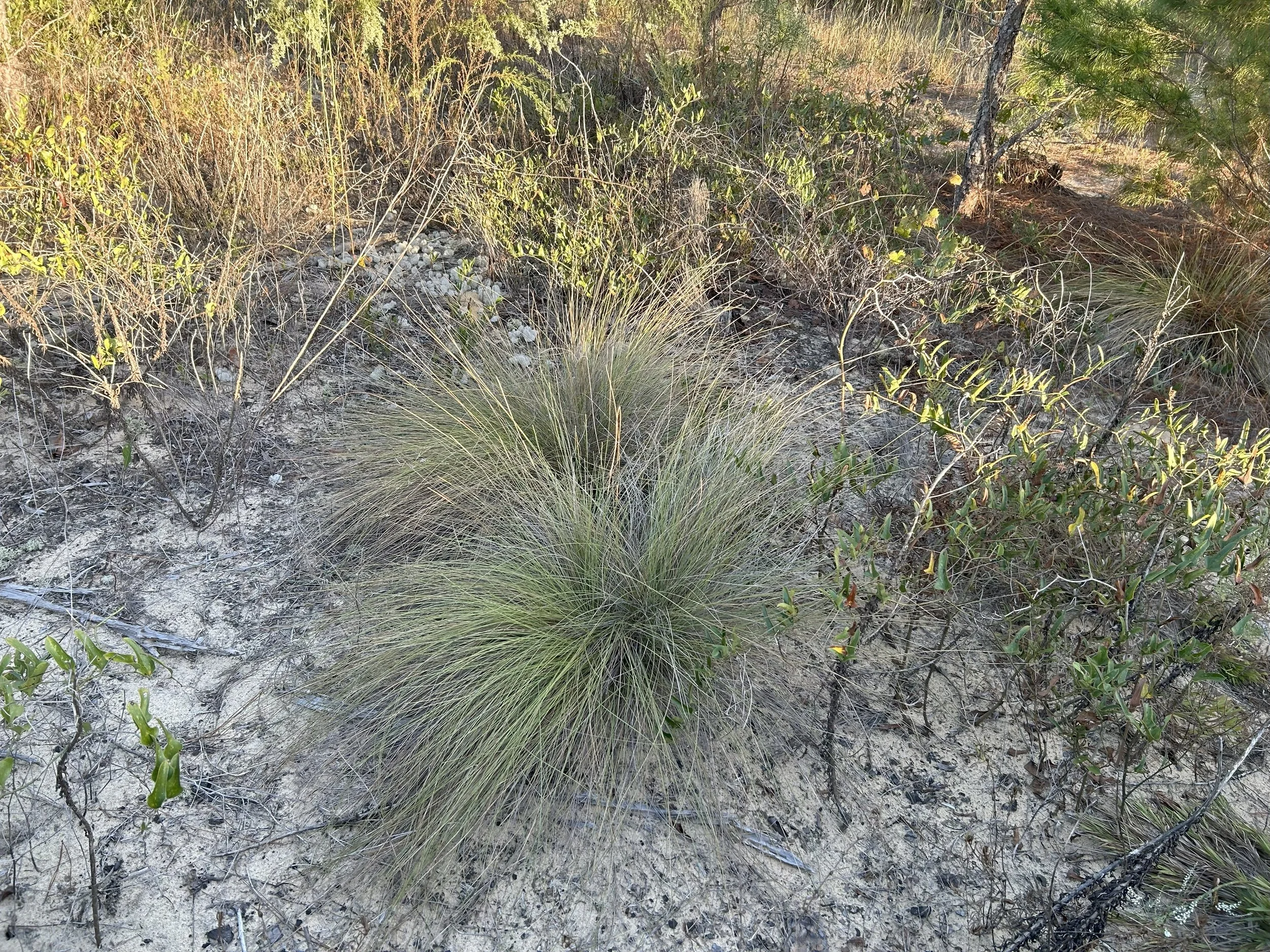 Sparse desert landscape with various small bushes, grasses, and light-colored sandy soil.