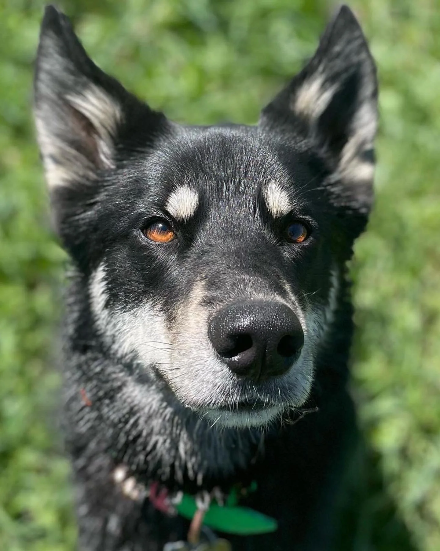 Close-up of a black and white husky dog with brown eyes, outdoors on green grass.