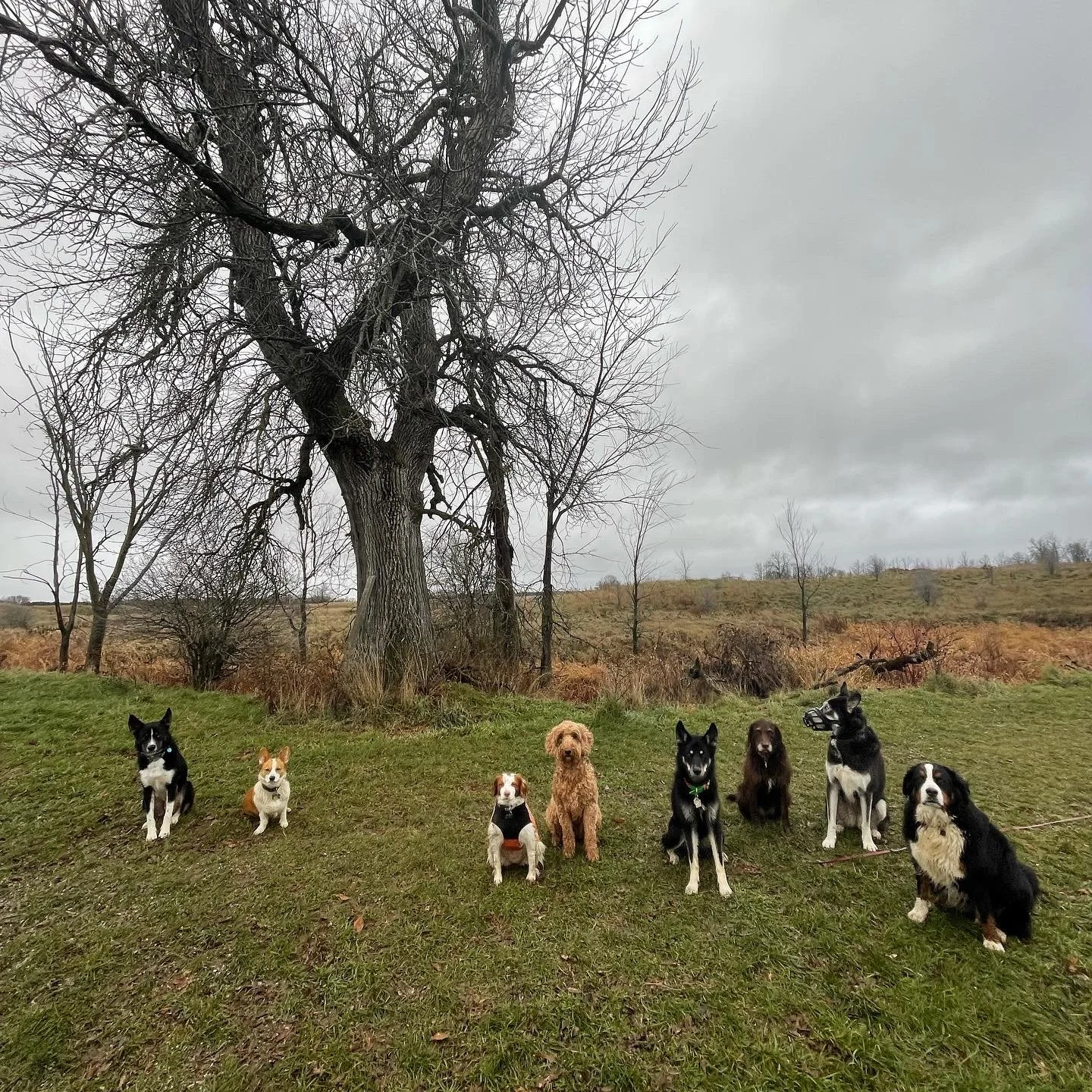 A group of nine dogs sitting on grass in a park with a large, leafless tree and overcast sky in the background.