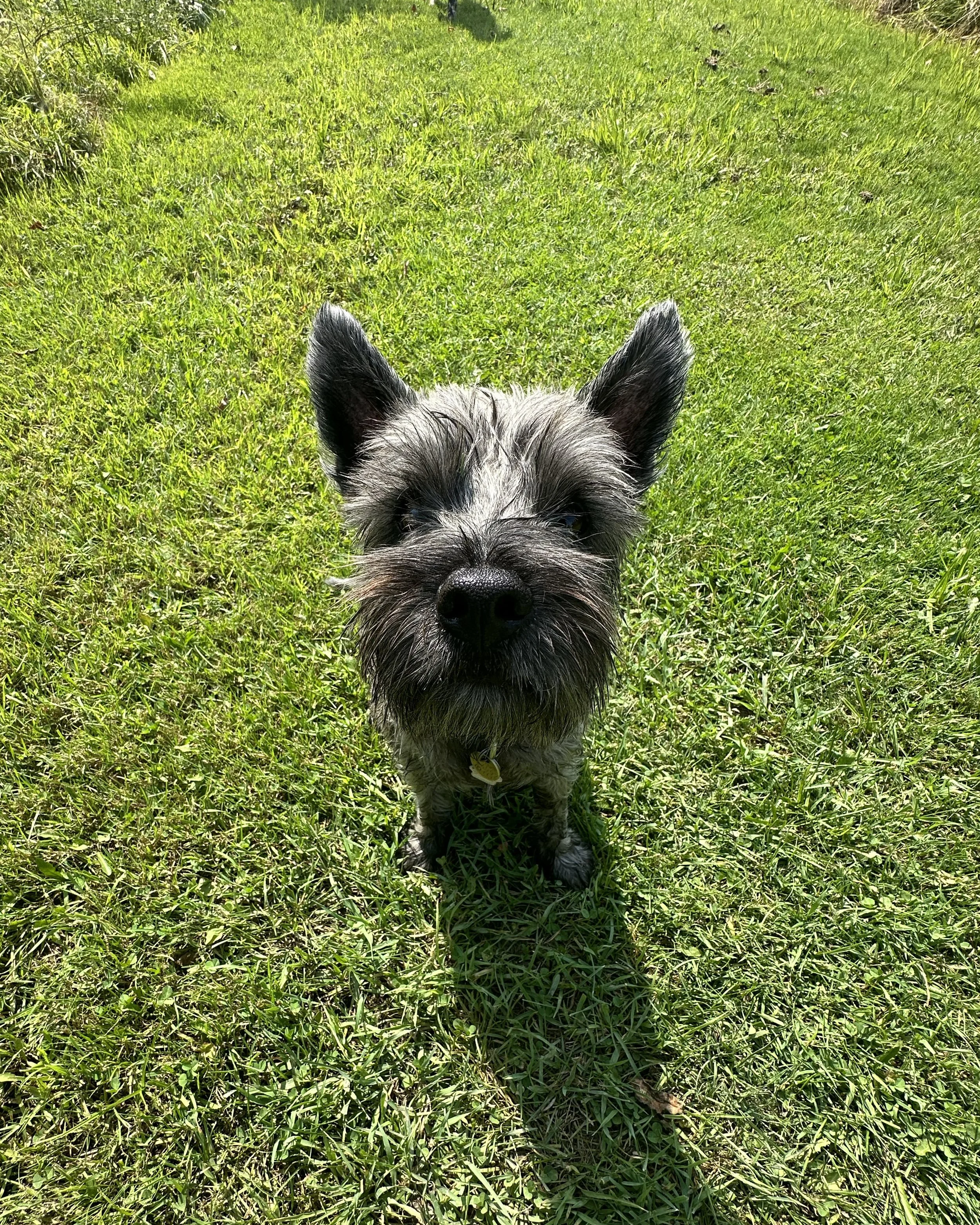 A small dog with gray and black fur, standing on green grass, looking directly at the camera.