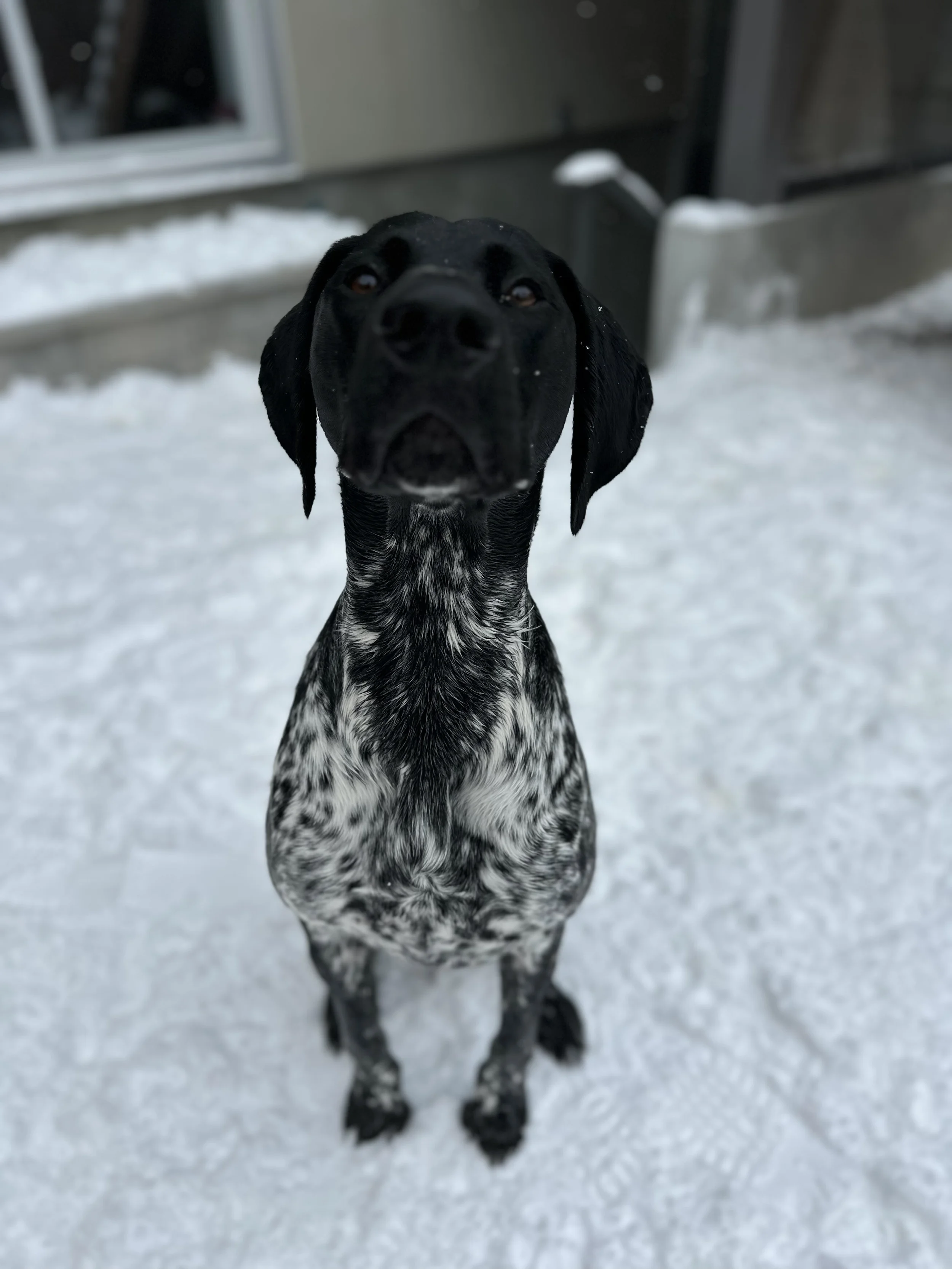 A black and white mixed breed dog with floppy ears sitting on snow outside, looking directly at the camera.