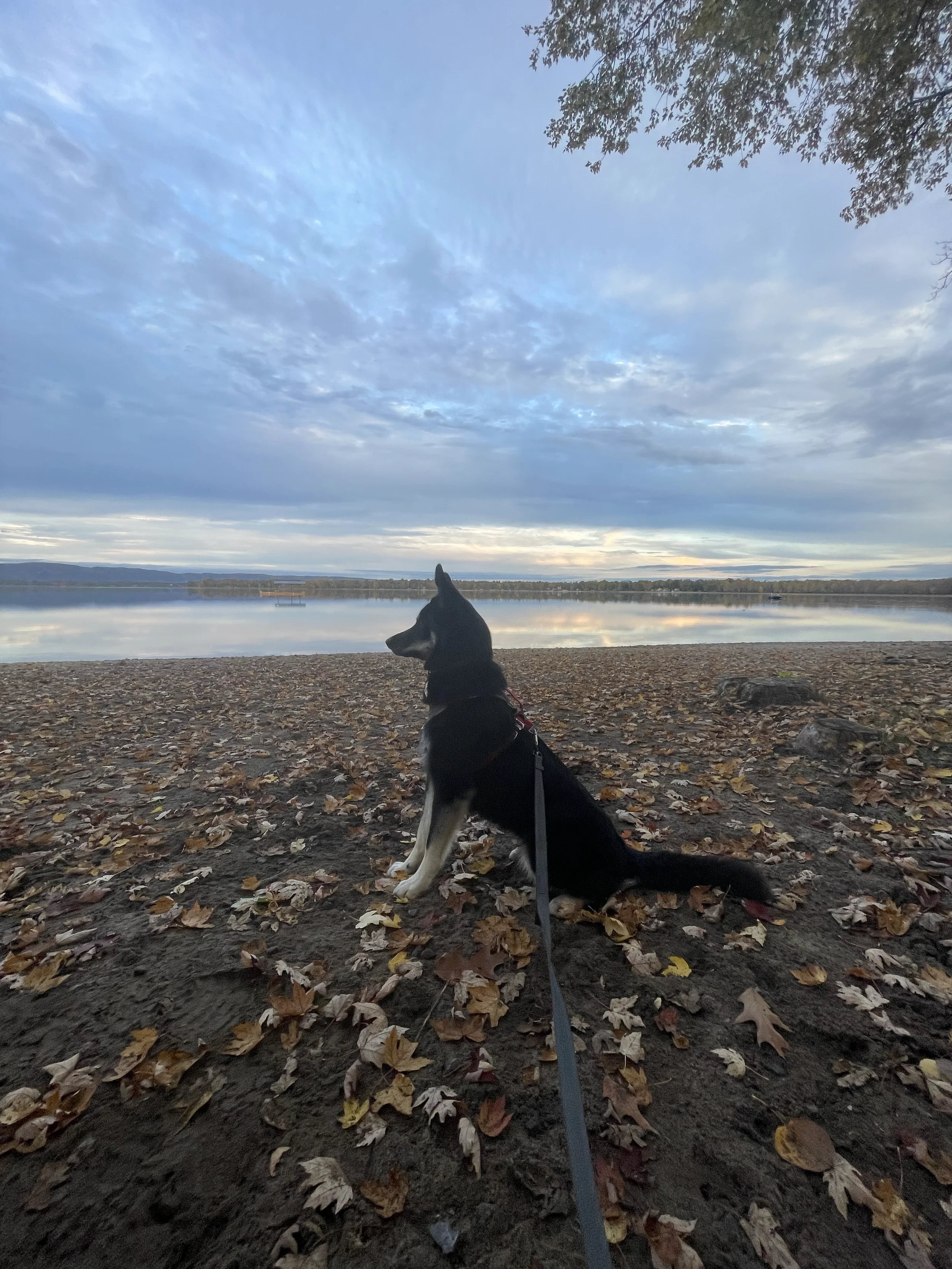 A black and white dog sitting on a fallen leaves-covered ground near a calm lake with a cloudy sky above during sunset.