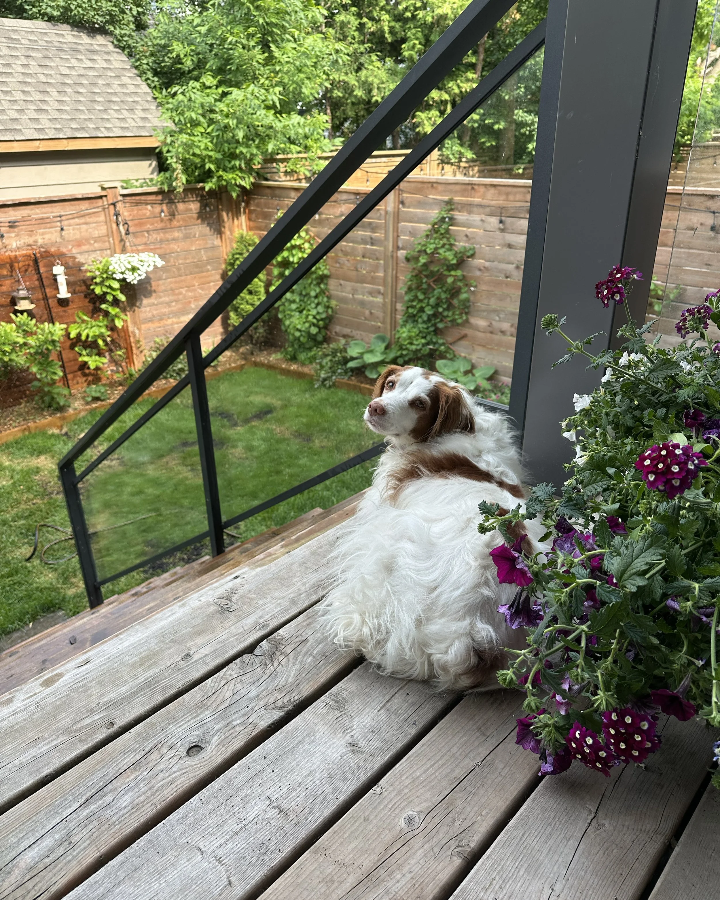 A dog with white and brown fur sitting on a wooden porch next to a purple flowering plant, looking back at the camera with a garden in the background.