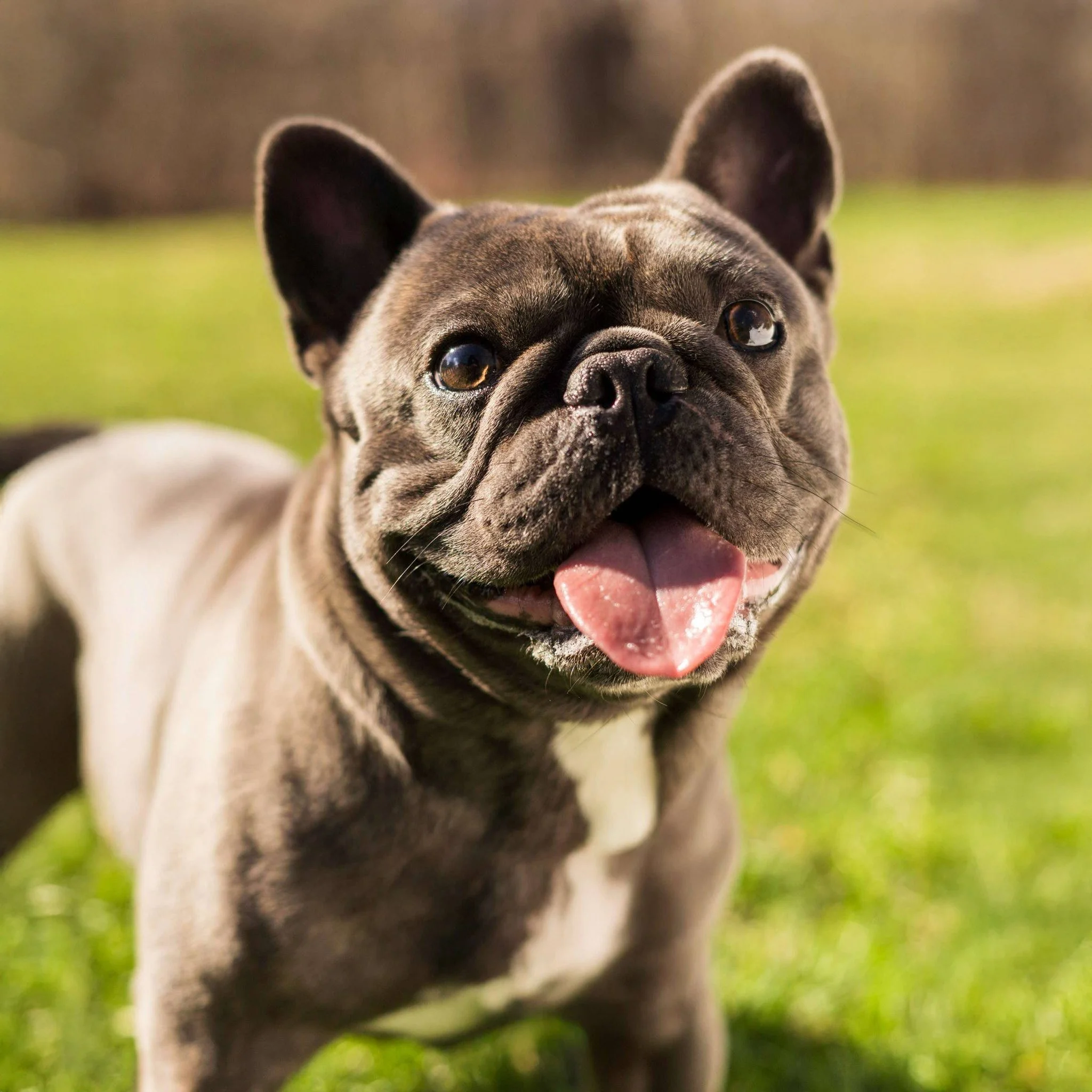 Close-up of a happy French Bulldog with its tongue out, standing outdoors on green grass with a blurred background.