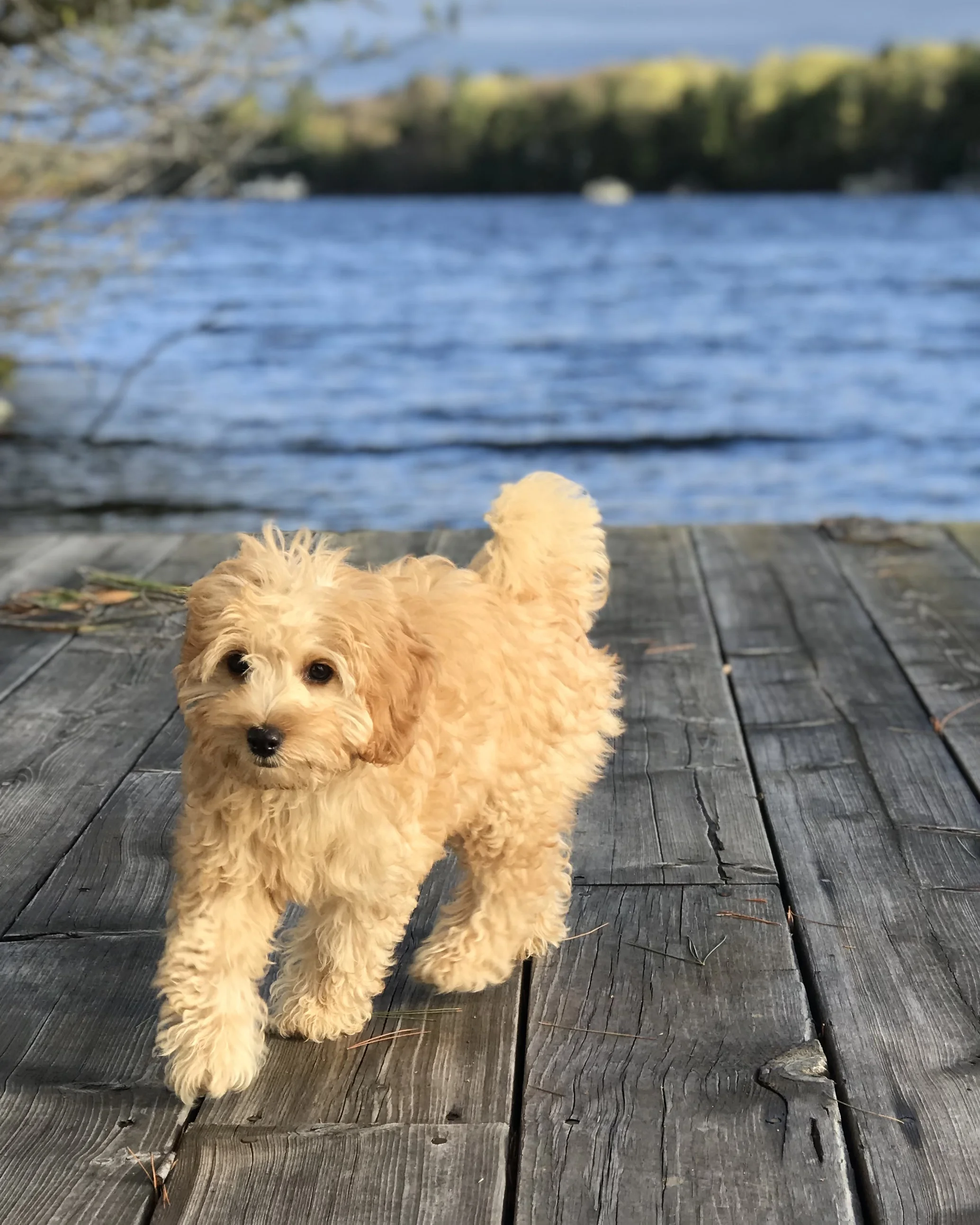 A fluffy, light brown puppy standing on a wooden dock beside a body of water with trees in the background.