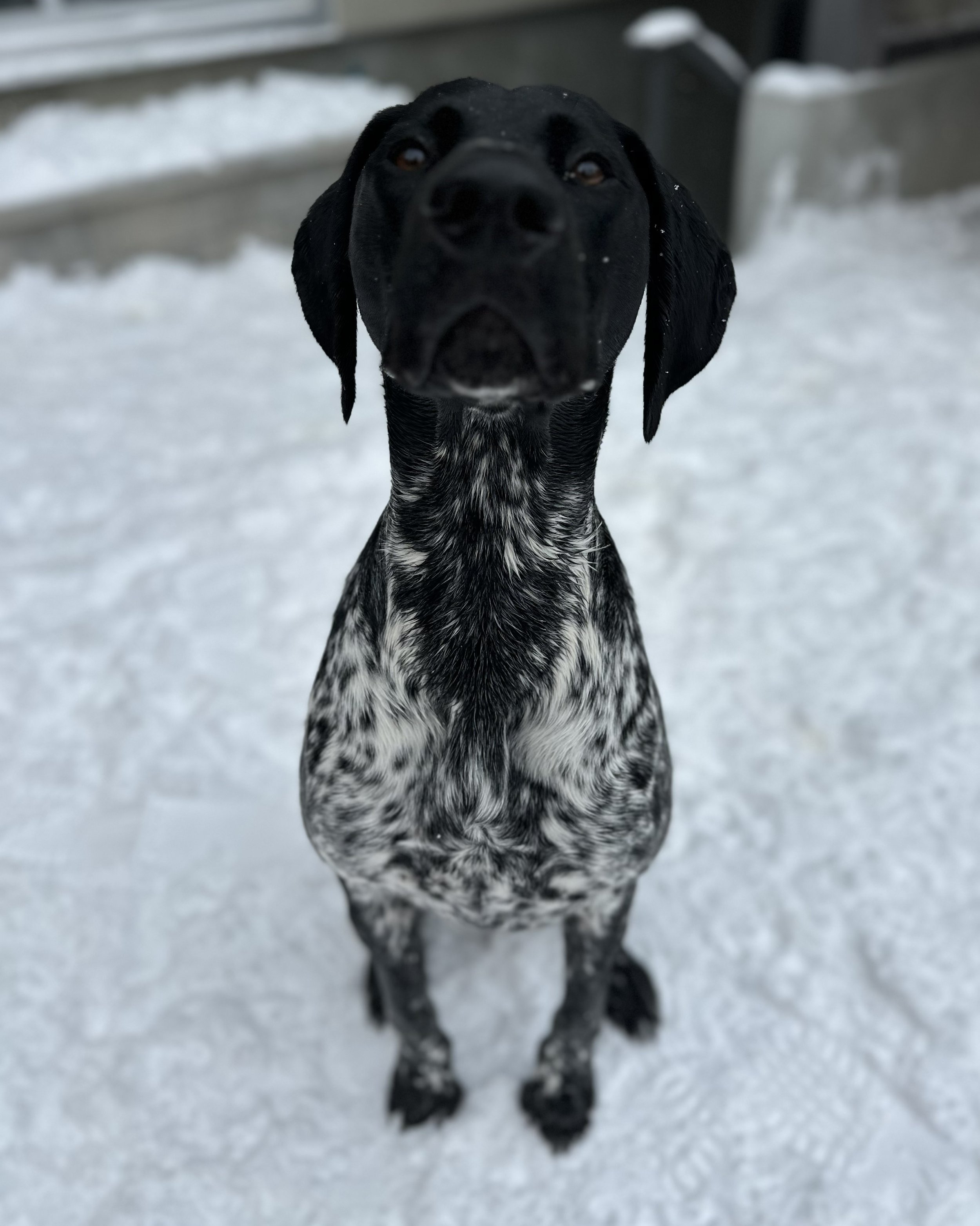 A black and white dog, likely a German Shorthaired Pointer, standing on snow with a curious expression, with a building in the background.