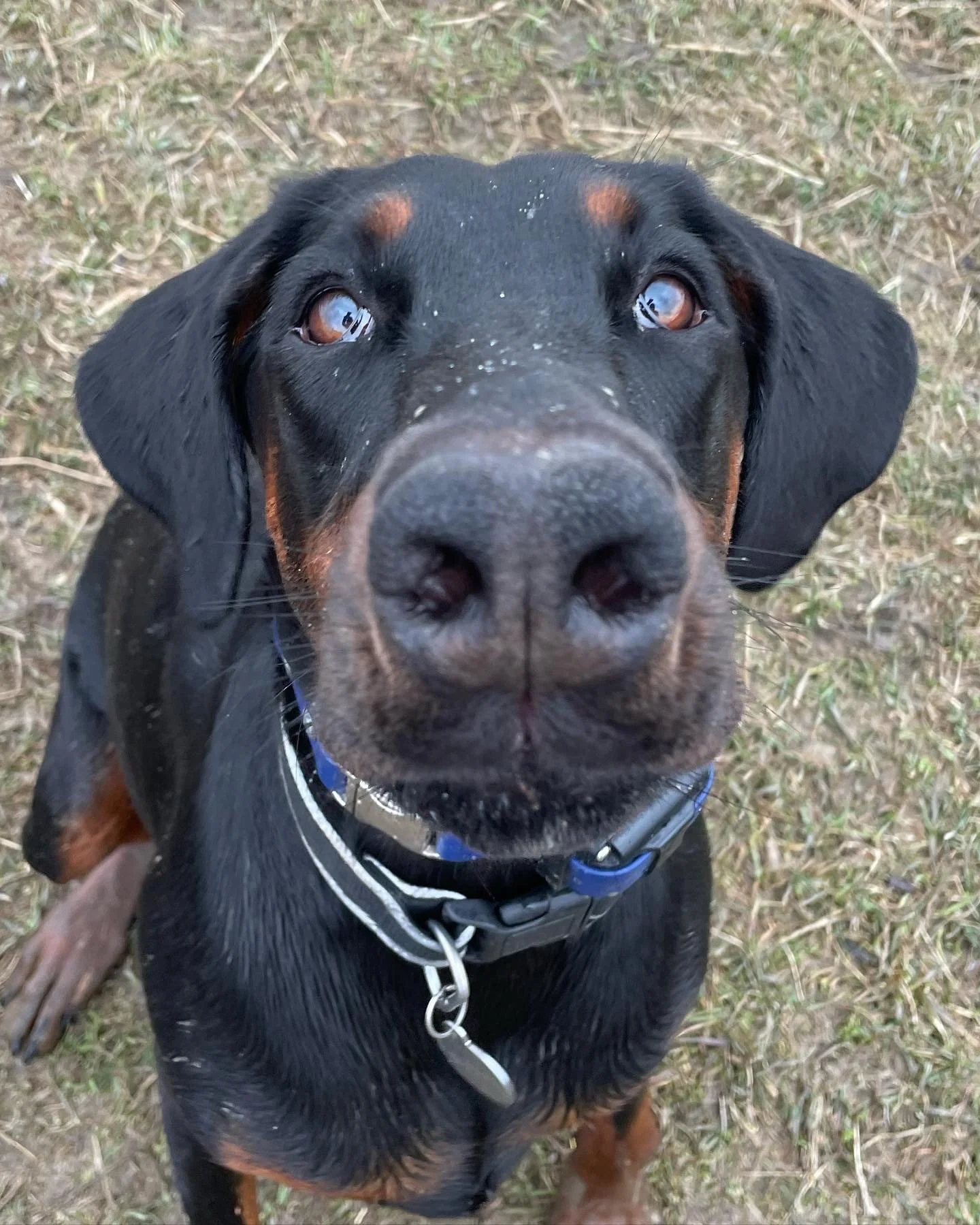 Close-up of a black and tan dog with a shiny nose and brown eyes, sitting on grass.