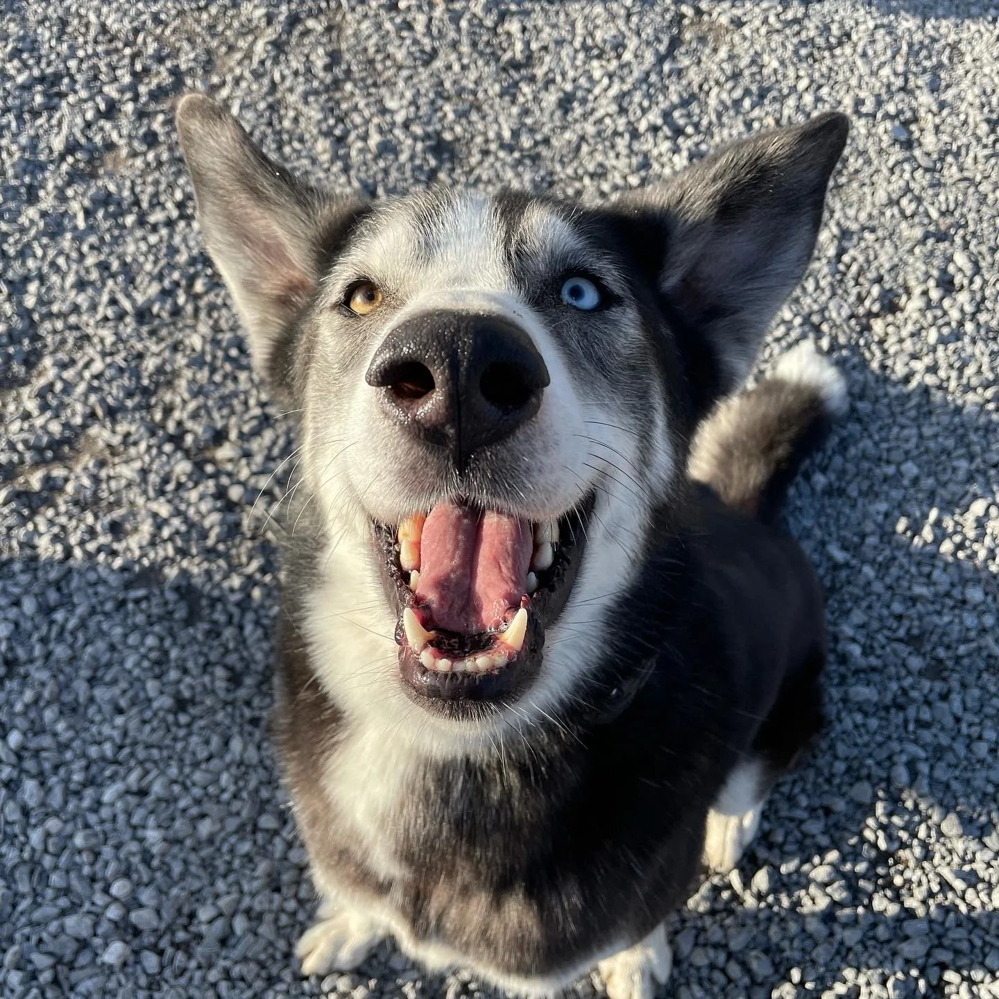 Close-up of a smiling border collie dog with one blue eye and one brown eye, sitting on gravel with sunlight illuminating its face.