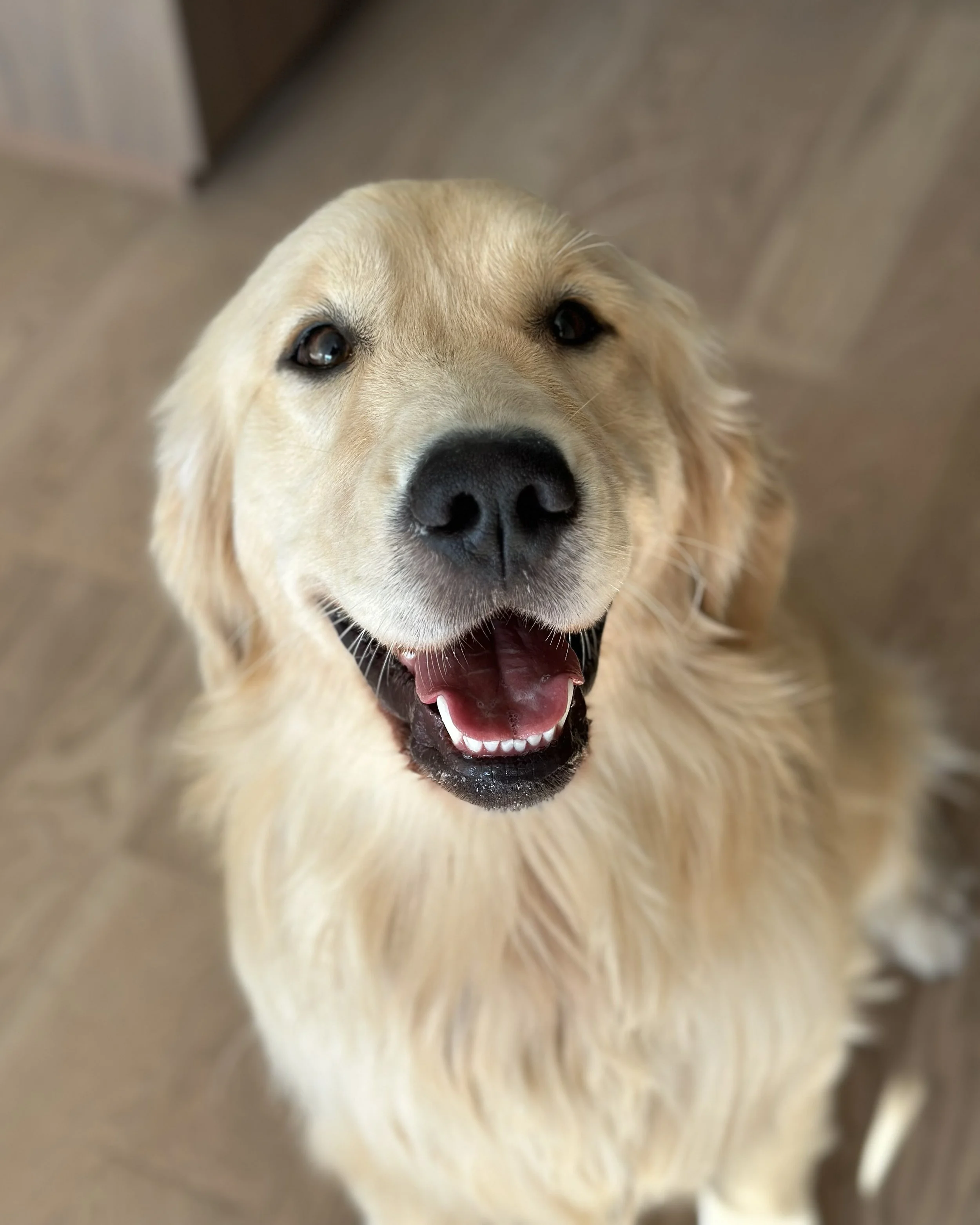 Close-up of a smiling Golden Retriever dog looking up at the camera with a happy expression.