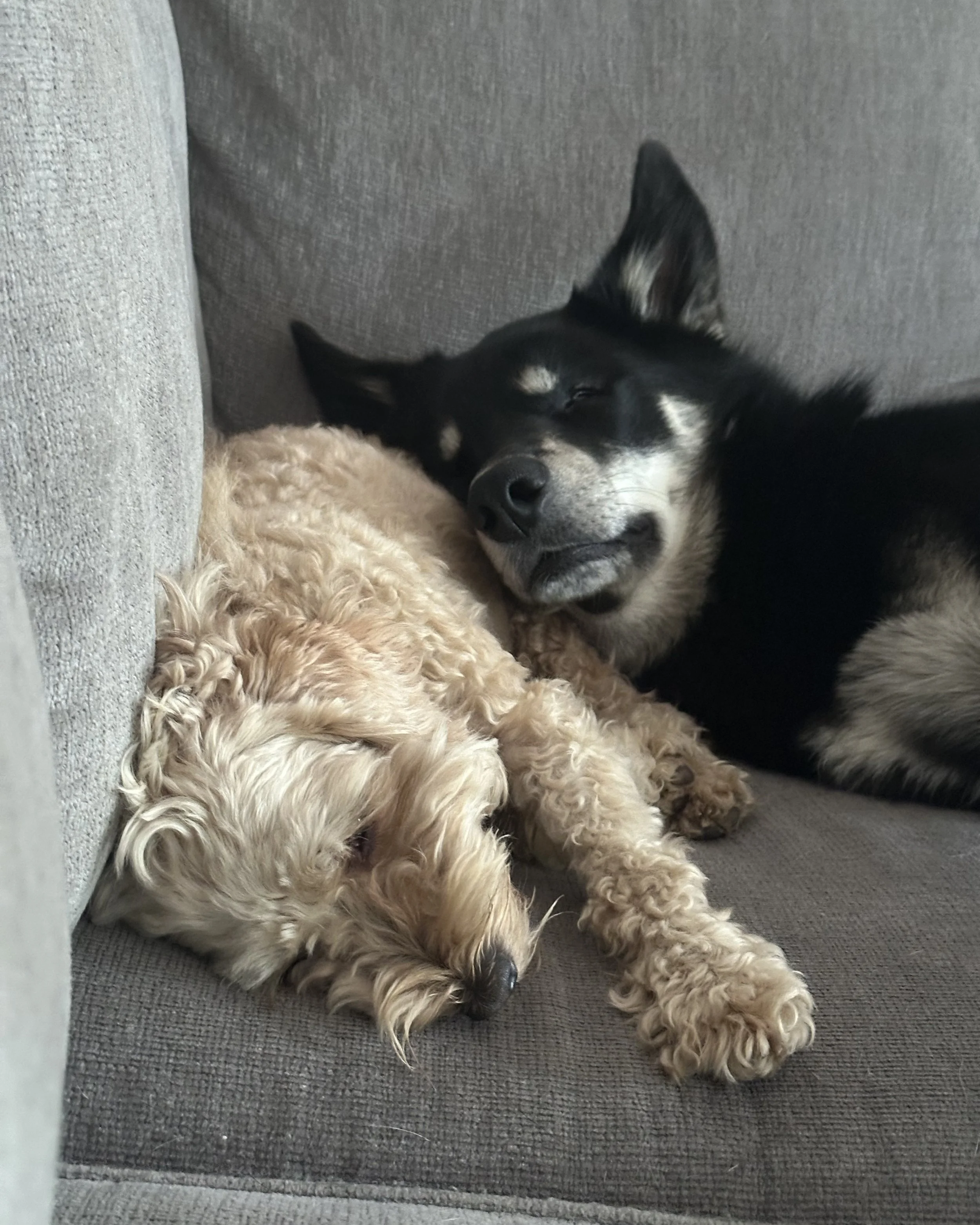 A black and white dog with pointed ears and closed eyes, resting its head next to a light-colored, curly-haired dog sleeping on a gray sofa.