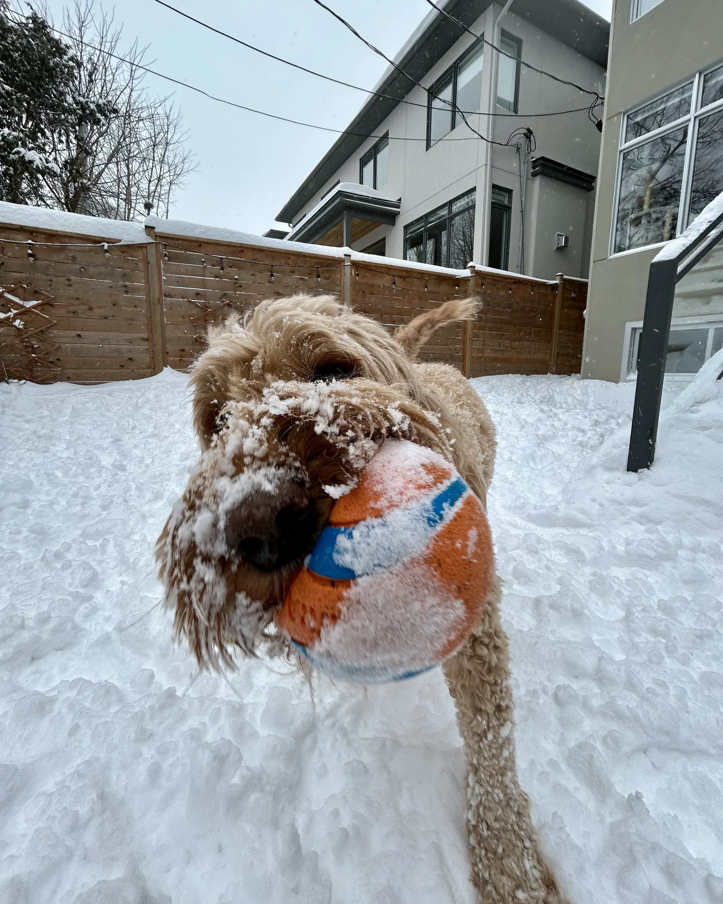 Dog playing in snow holding a colorful ball in its mouth in a backyard.