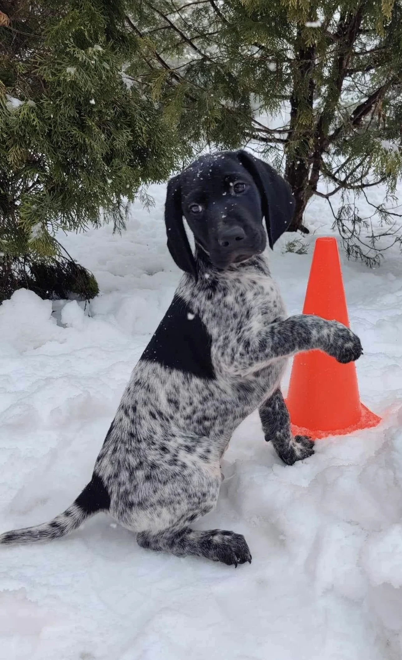 A black and white puppy with a spotted coat sitting on snow next to an orange traffic cone, with a tree in the background.