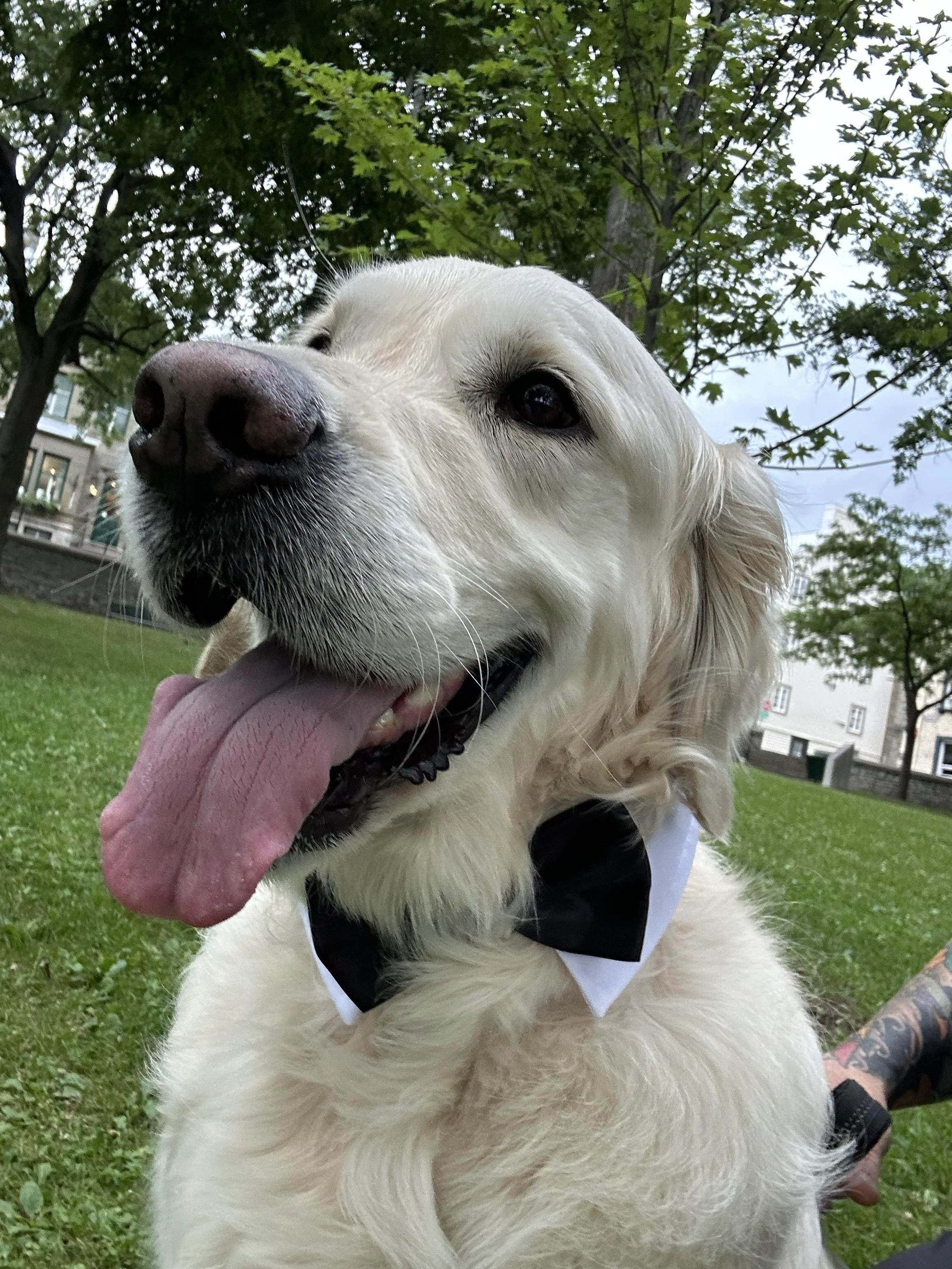 A close-up of a Golden Retriever dog wearing a black bow tie, outdoors in a park with green grass and trees in the background.
