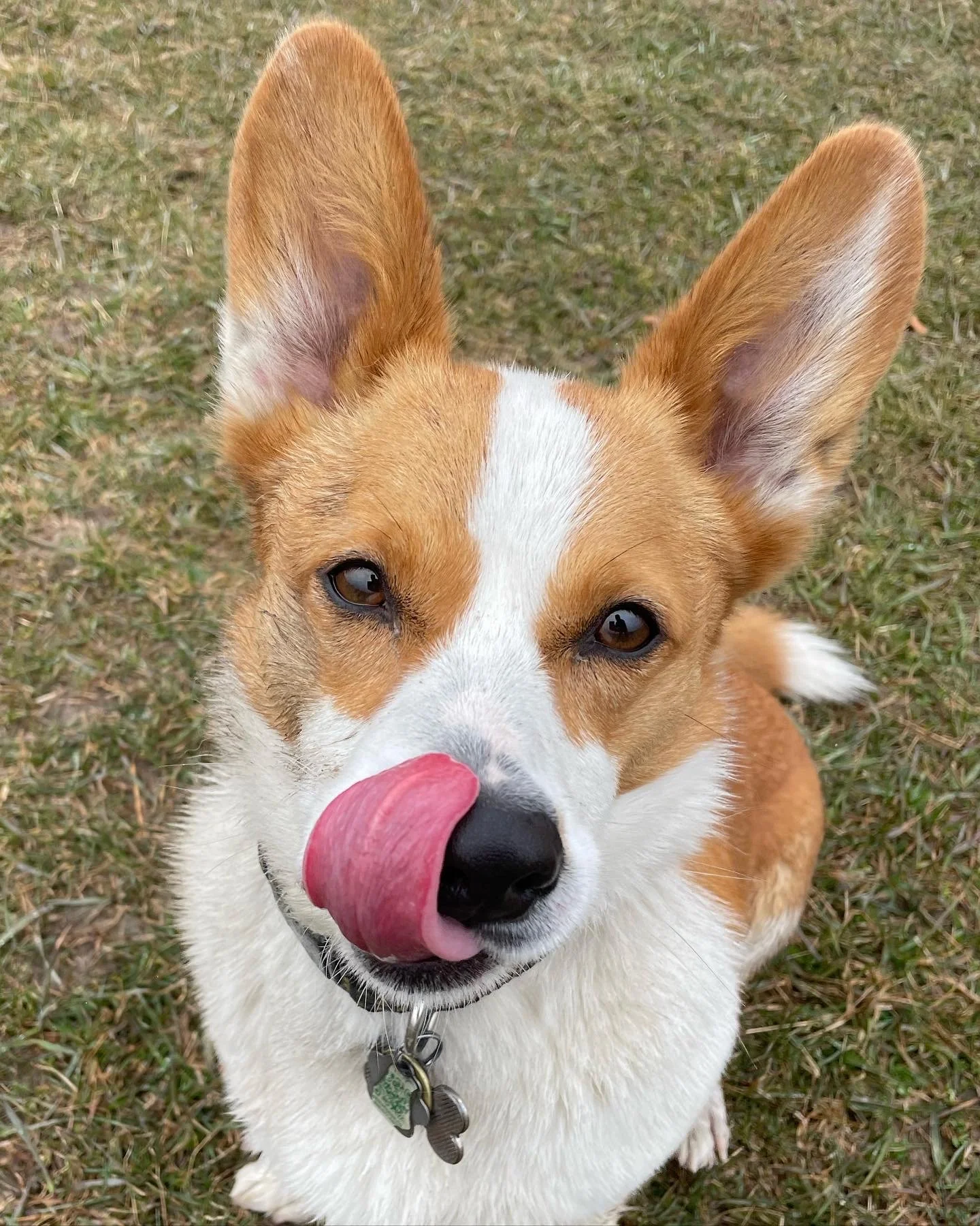 Close-up of a dog with large ears, white and light brown fur, and licking its nose with its tongue expanded, standing on grass.