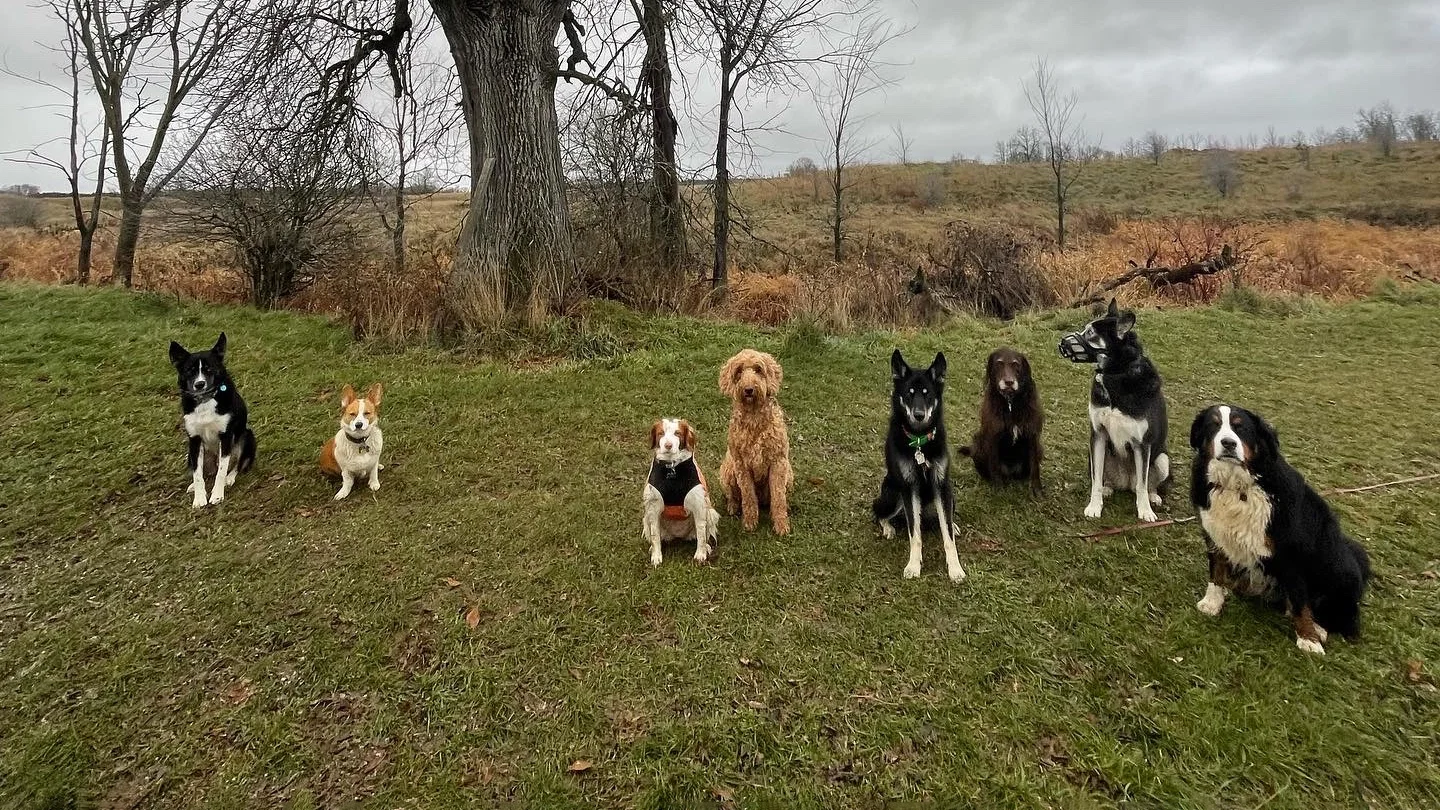 A group of ten dogs of various breeds sitting on a grassy field with trees and hills in the background on a cloudy day.
