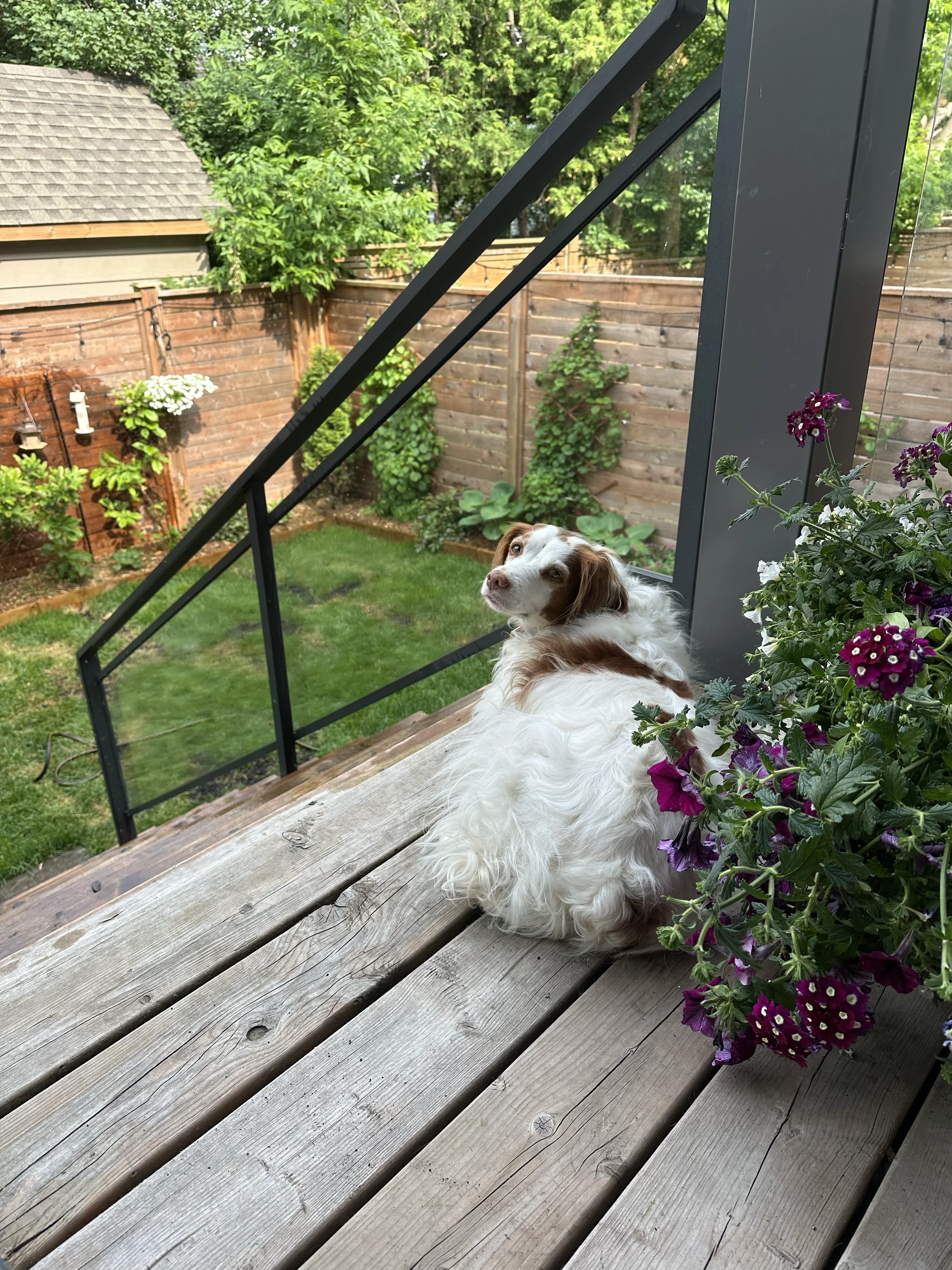 A dog with white and brown fur lying on a wooden porch, looking back over its shoulder, next to purple flowers, with a backyard fence, trees, and shrubs in the background.