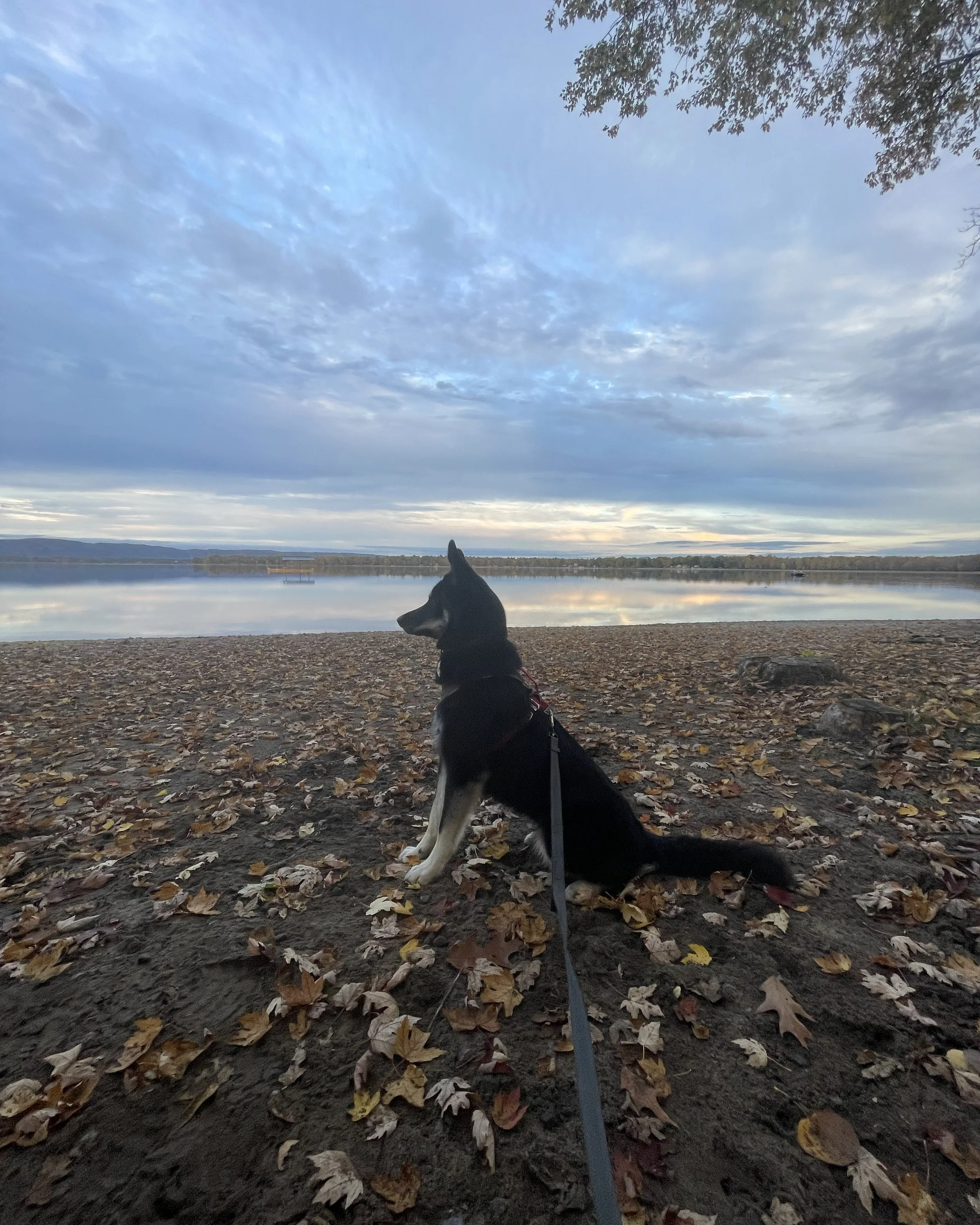 A black and white dog sitting on a sandy lakeshore with autumn leaves, looking toward a calm lake under a cloudy sky, with trees and distant hills in the background.