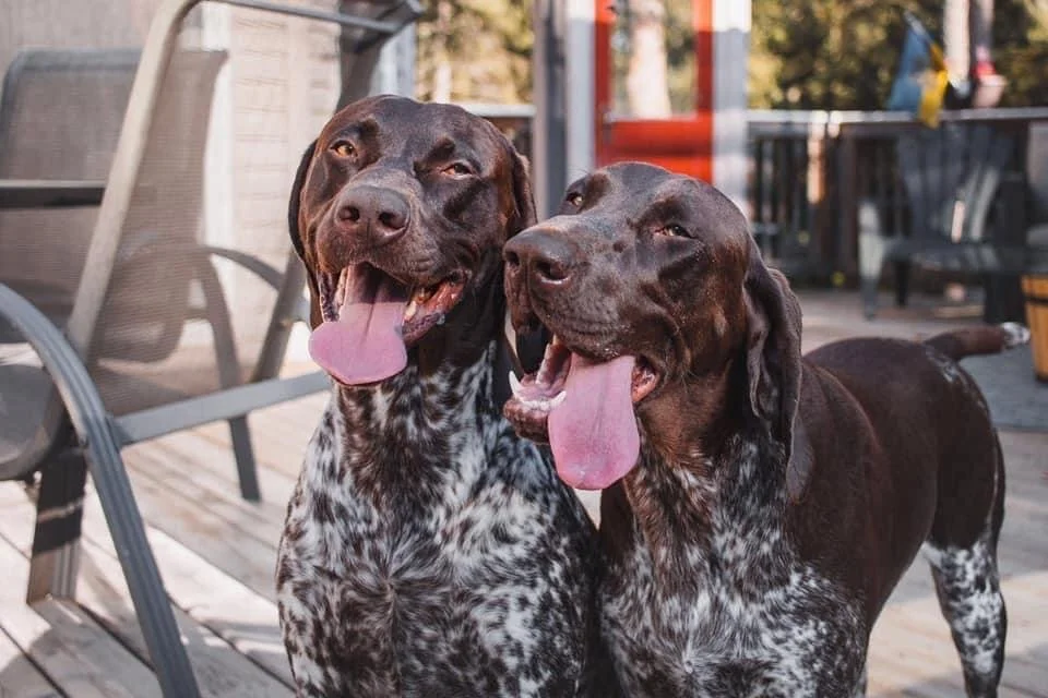 Two German Shorthaired Pointer dogs with their tongues out, sitting on a wooden deck outdoors.