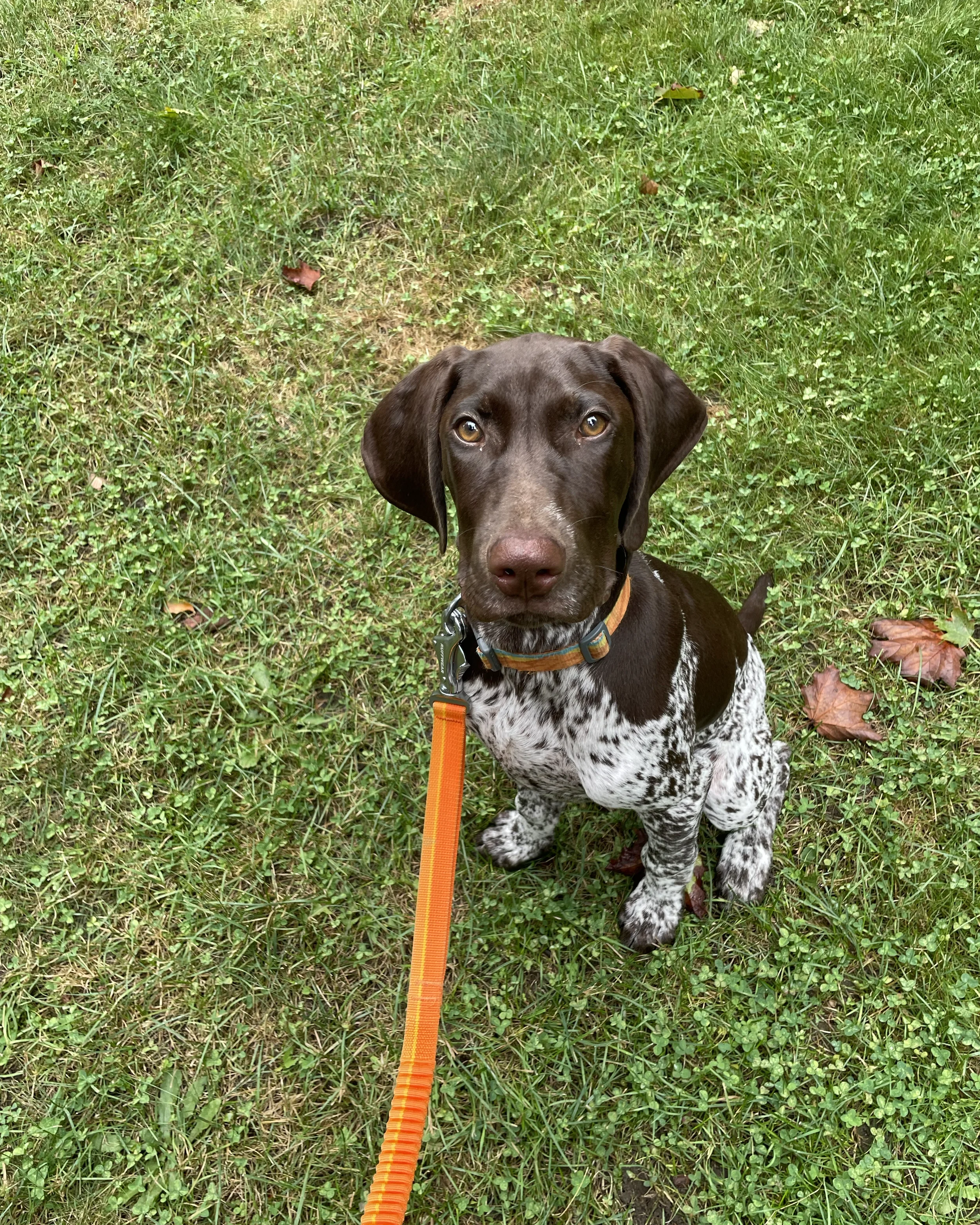 A brown and white speckled dog sitting on green grass, looking directly at the camera, with an orange leash attached to its collar.