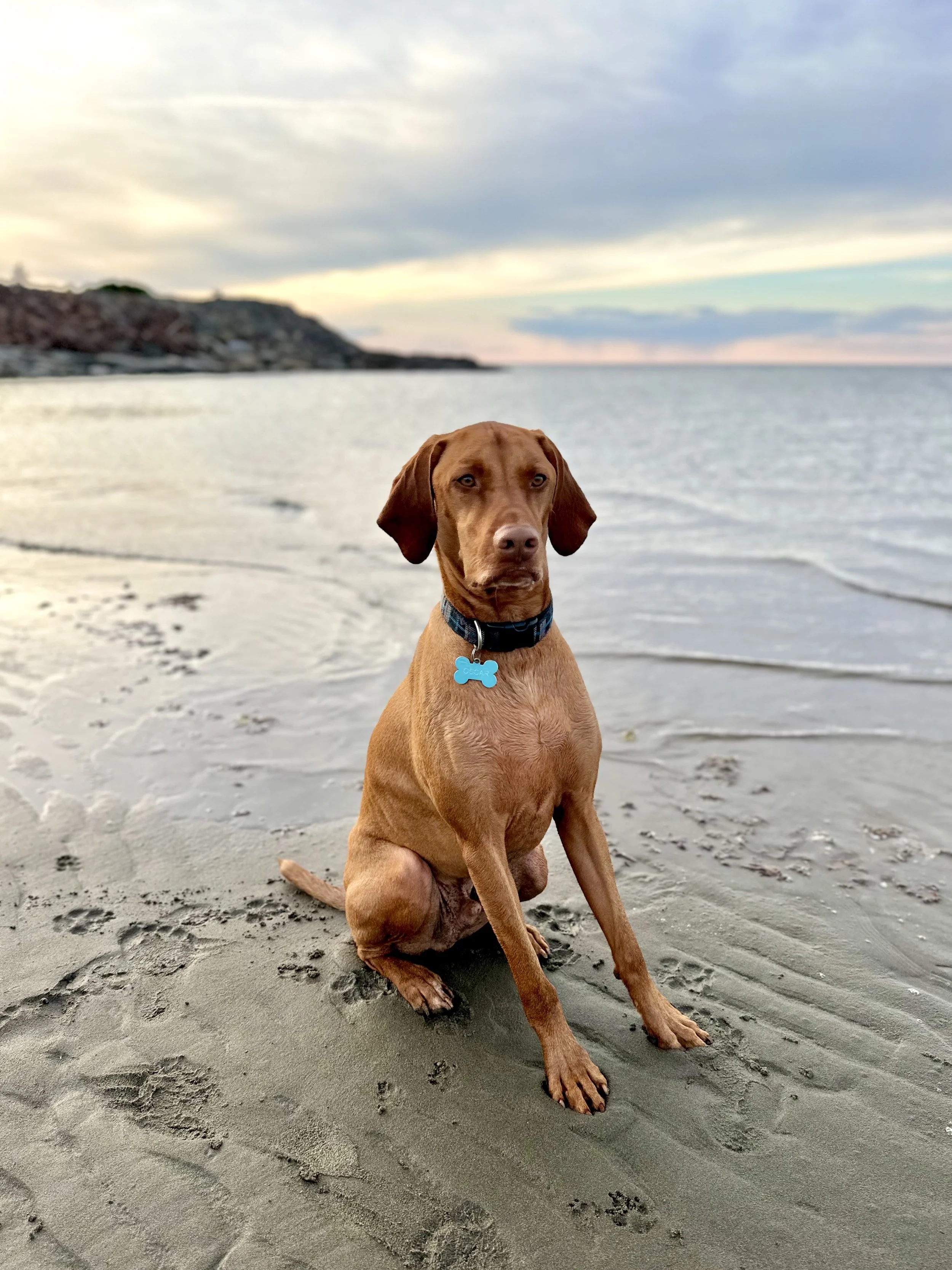 A brown dog sits on the wet sand at the beach with the ocean and a cloudy sky in the background.