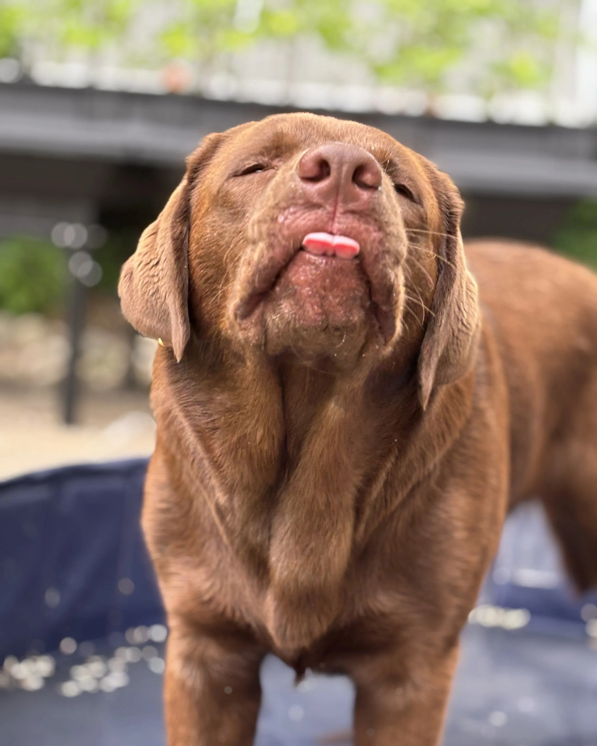 Close-up of a brown puppy with eyes closed, tongue slightly sticking out, and head tilted back, outdoors with blurred green foliage in the background.