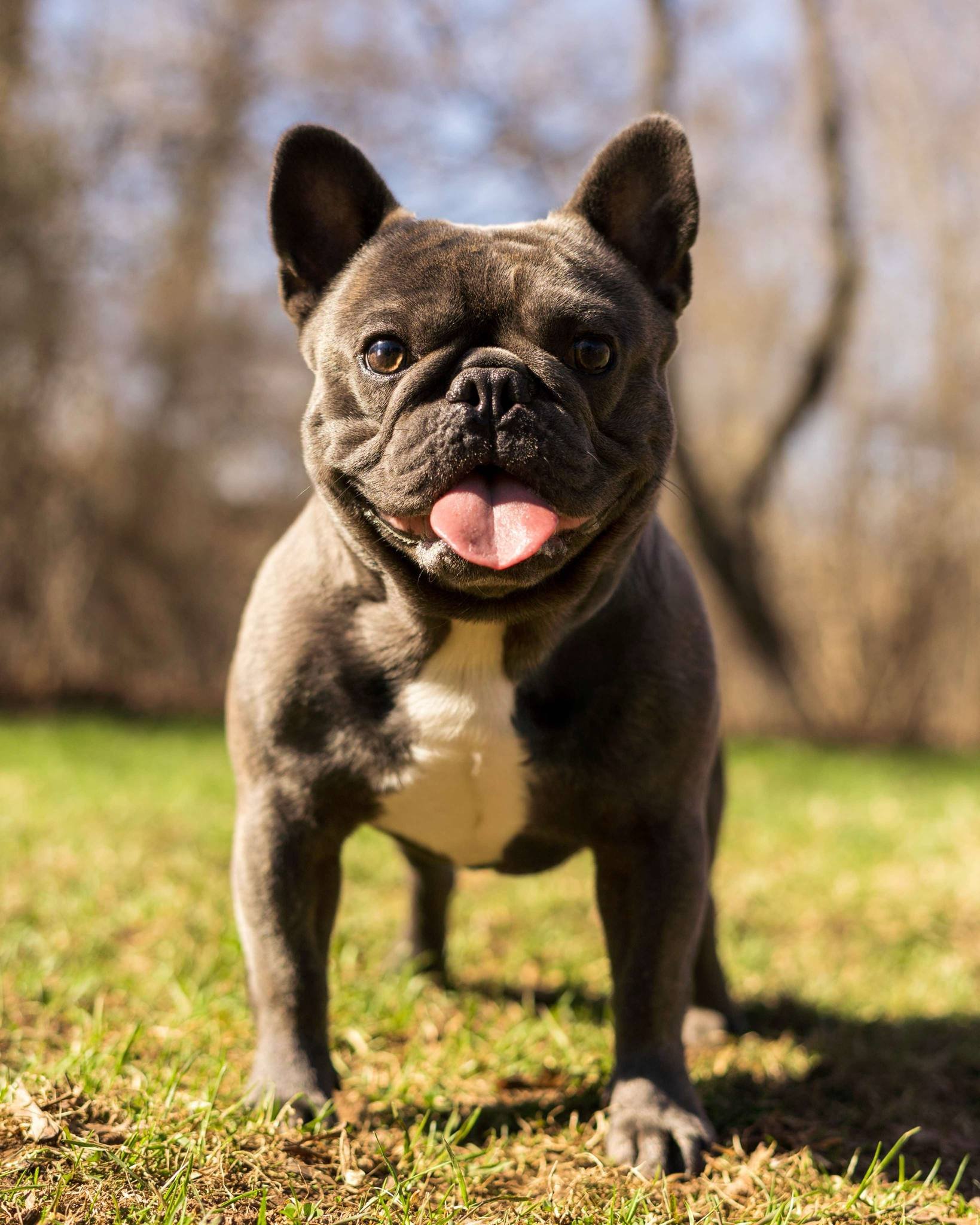 A French Bulldog standing on grass outdoors with a blurry background of trees, looking at the camera with tongue out.