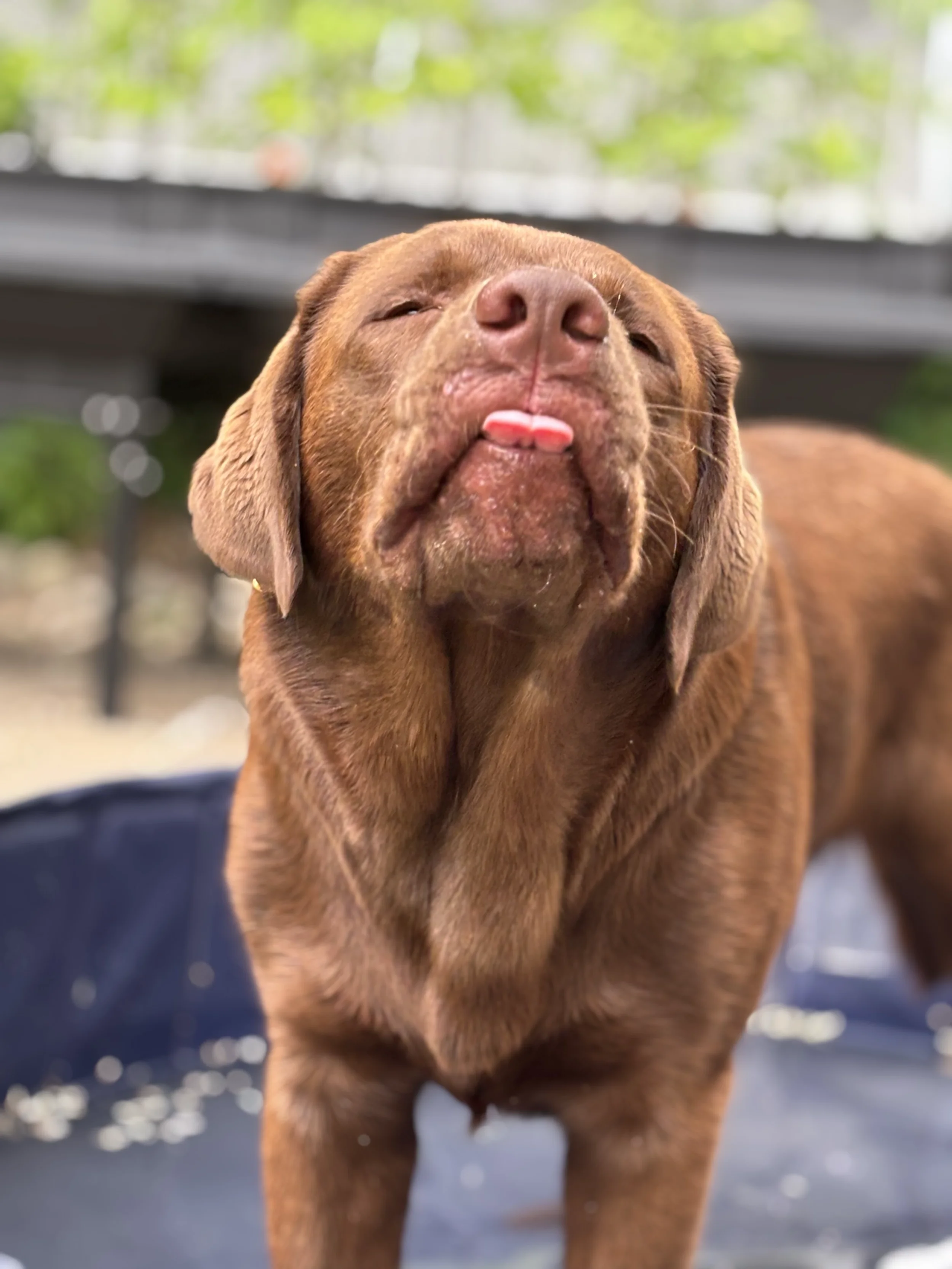 Close-up of a brown puppy with closed eyes and tongue slightly sticking out, outdoors in a shaded area.