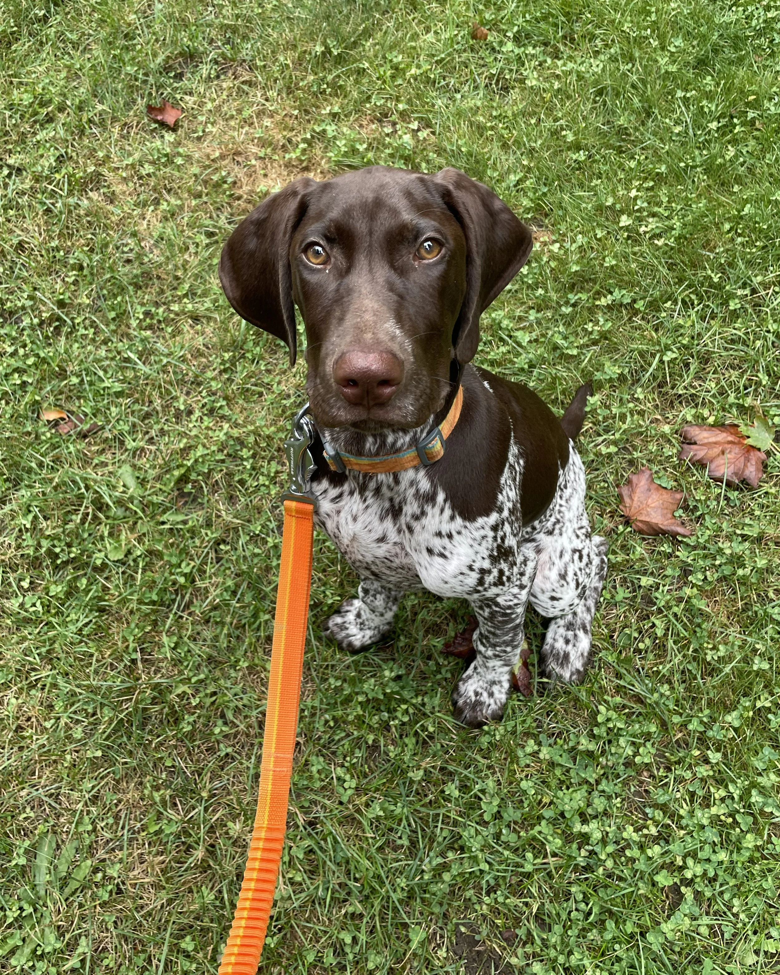 A brown and white speckled dog sitting on green grass, looking up at the camera, wearing an orange leash and a collar.