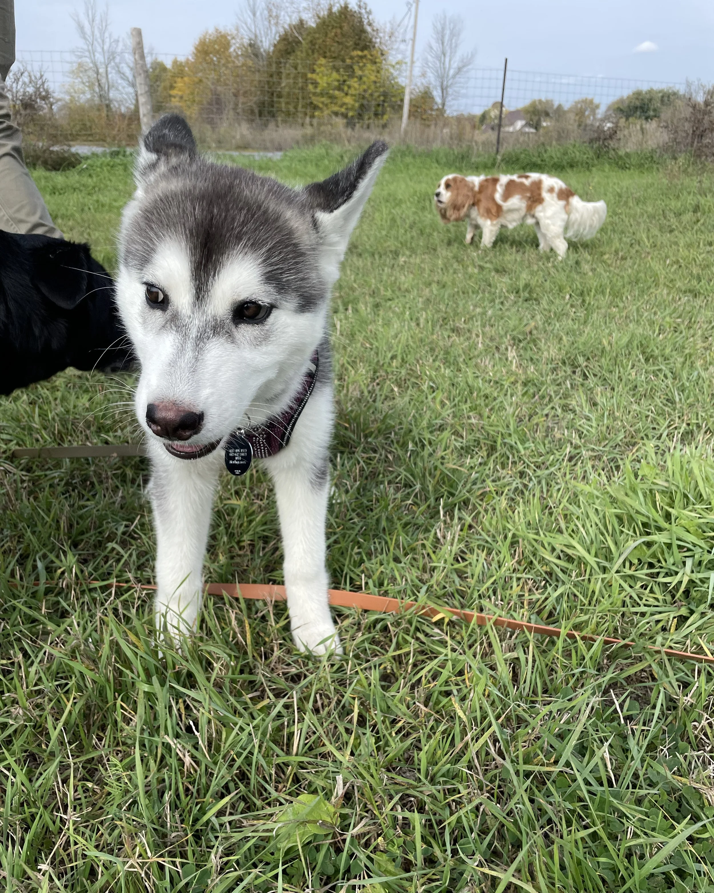 Two dogs, a Husky in the foreground and a Cocker Spaniel in the background, in a grassy field with trees and a fence in the distance.