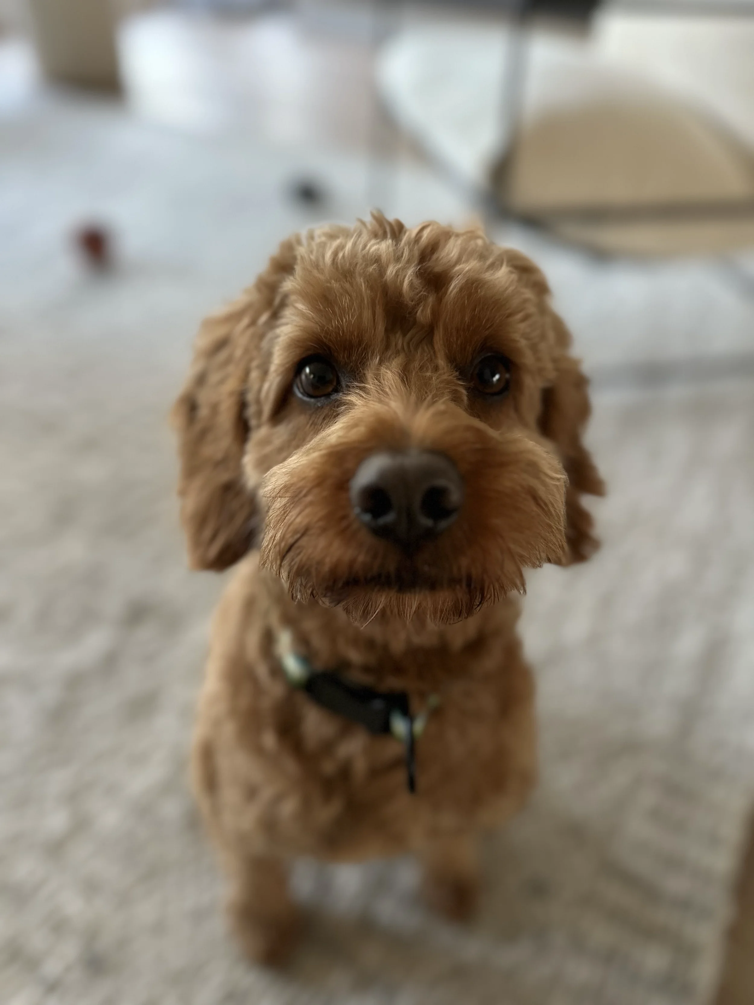 Close-up of a small, brown, curly-haired puppy looking at the camera with a blurred background.