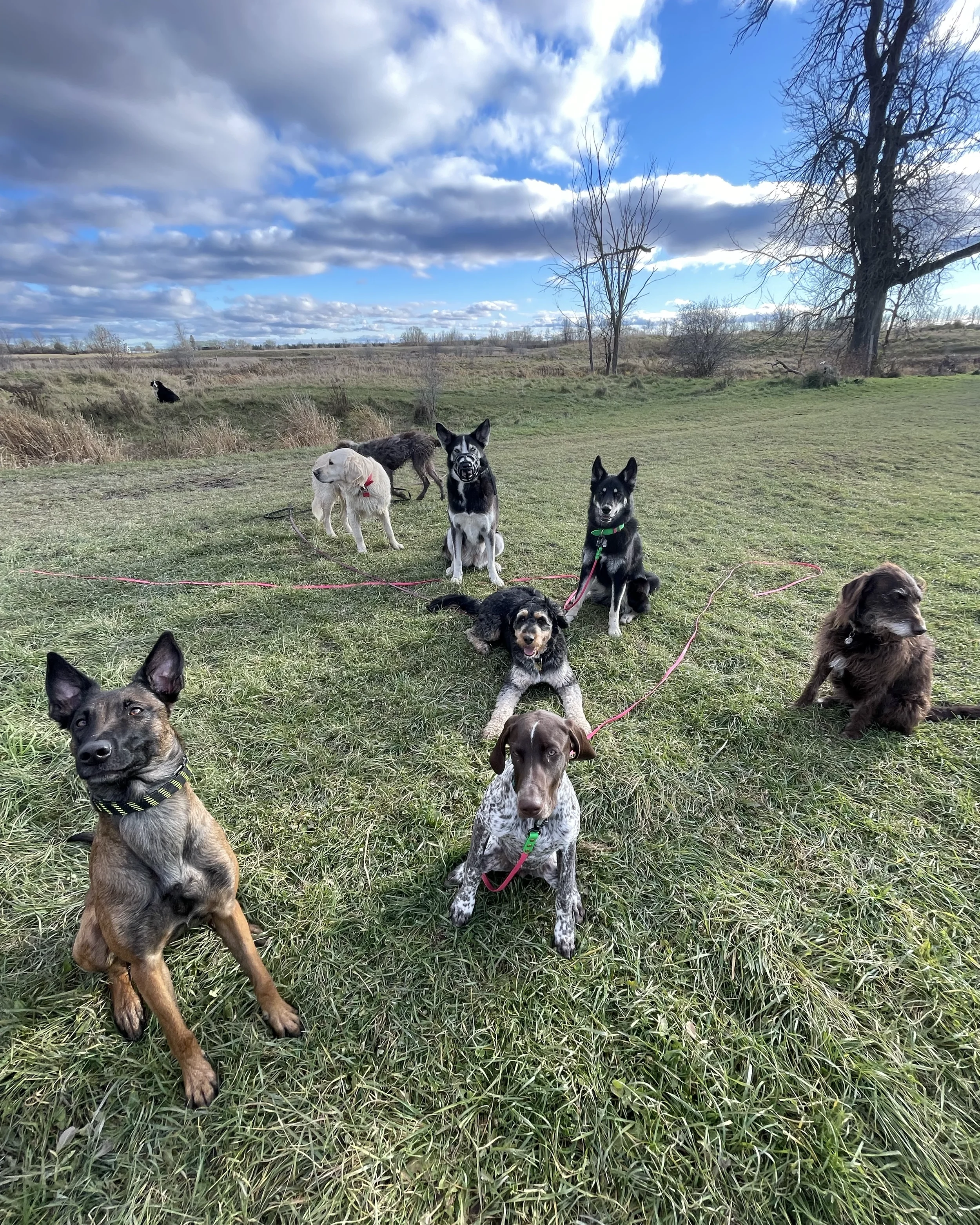 Group of nine dogs sitting and lying on grass in a park, with a blue sky and scattered clouds overhead, trees in the background.