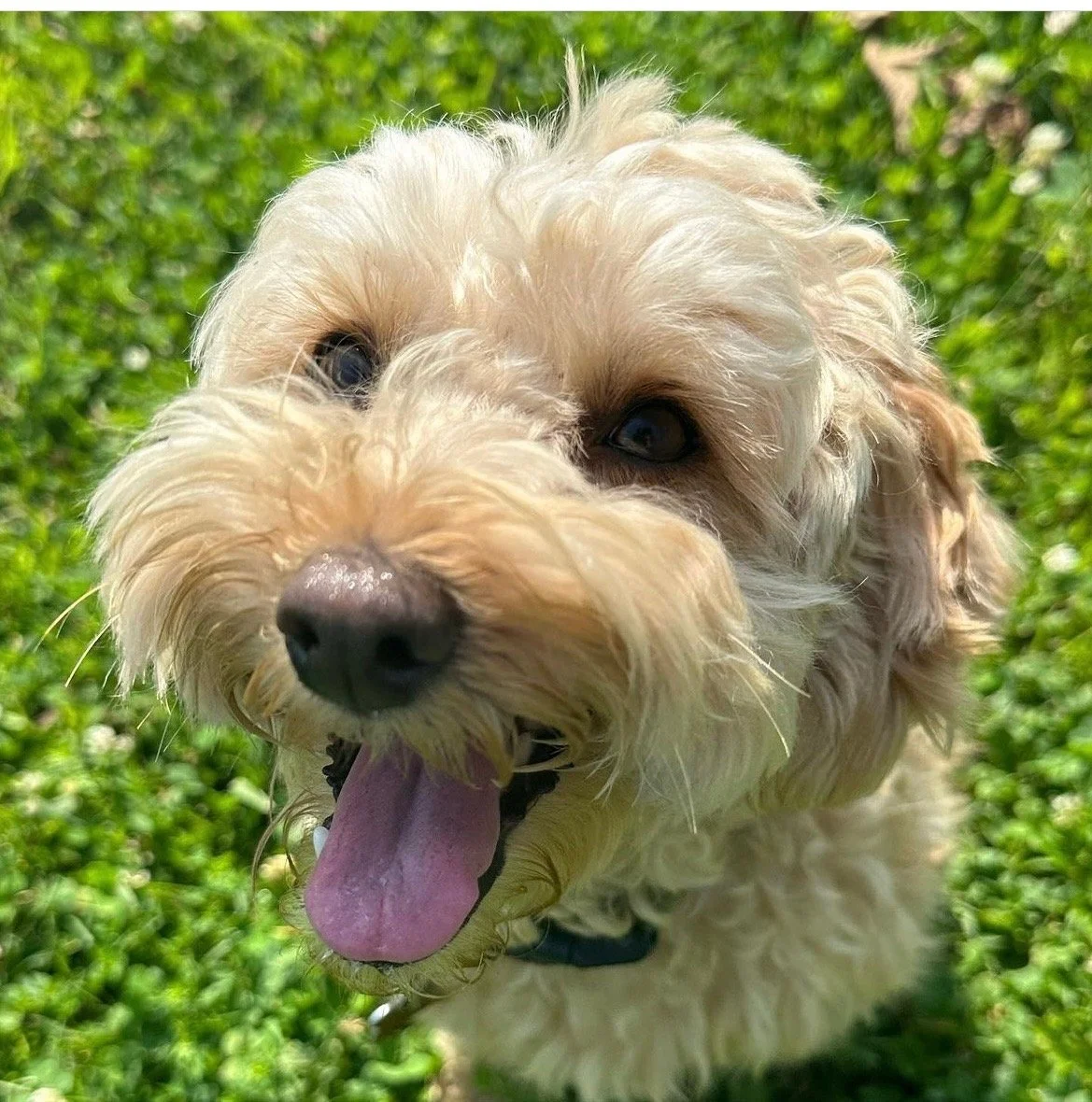 Close-up of a happy, curly-haired dog with a pink tongue out, on a grassy background.