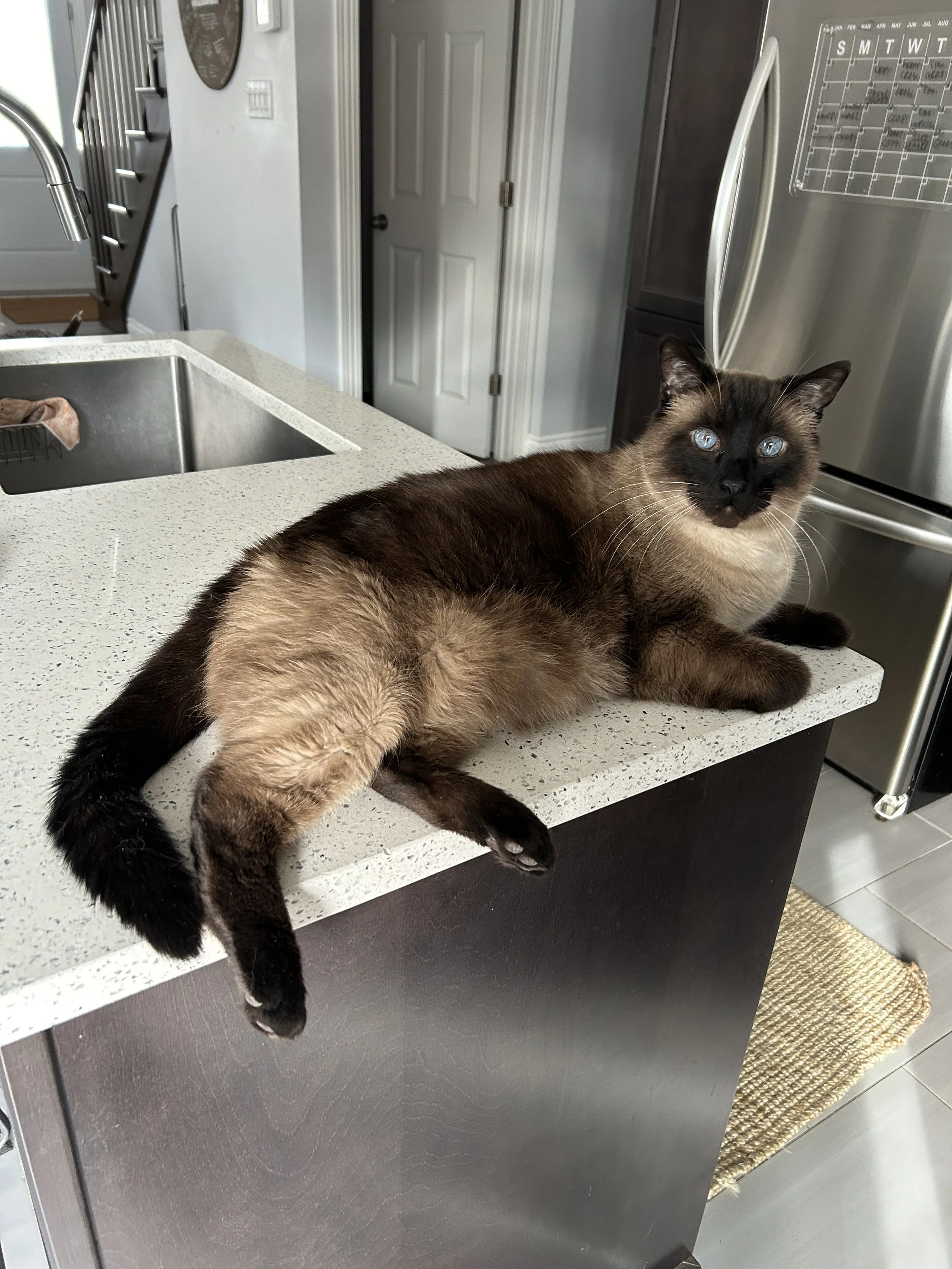 A Siamese cat with blue eyes lounging on a kitchen countertop.