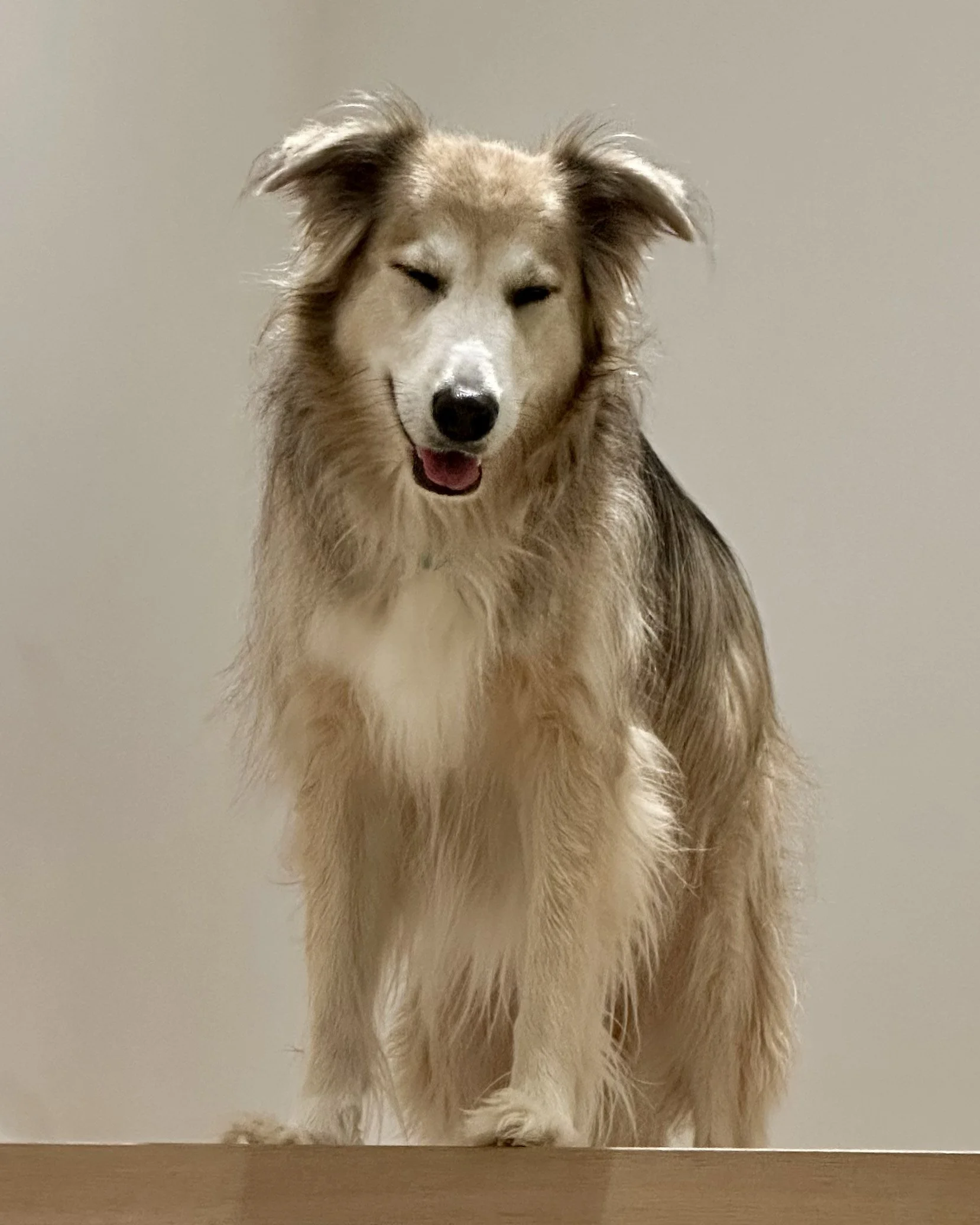 A happy, fluffy dog with light and dark brown fur, sitting on a wooden surface against a plain beige wall, with one eye closed and tongue slightly sticking out.