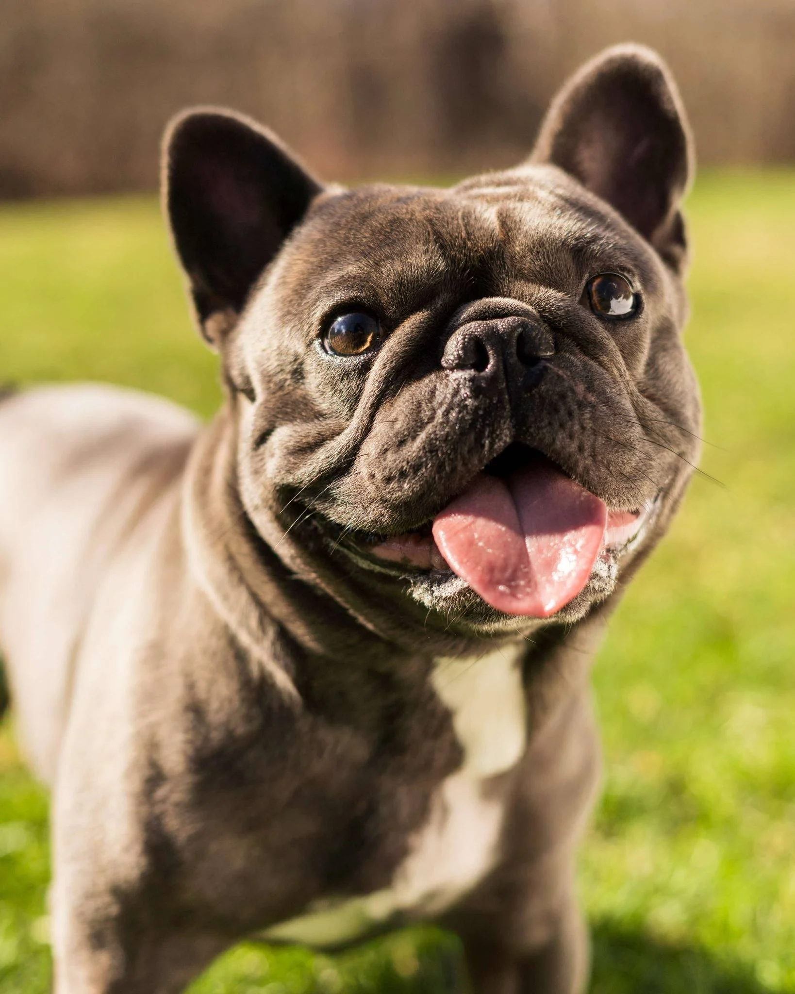 A happy French Bulldog with a wide smile and tongue out standing outdoors on grass.