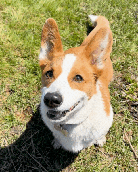 Smiling corgi dog sitting on grass in sunlight.