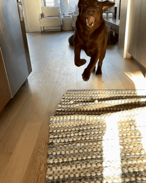 A brown dog running towards the camera inside a modern apartment, sunlight on the floor and a woven rug in the foreground.