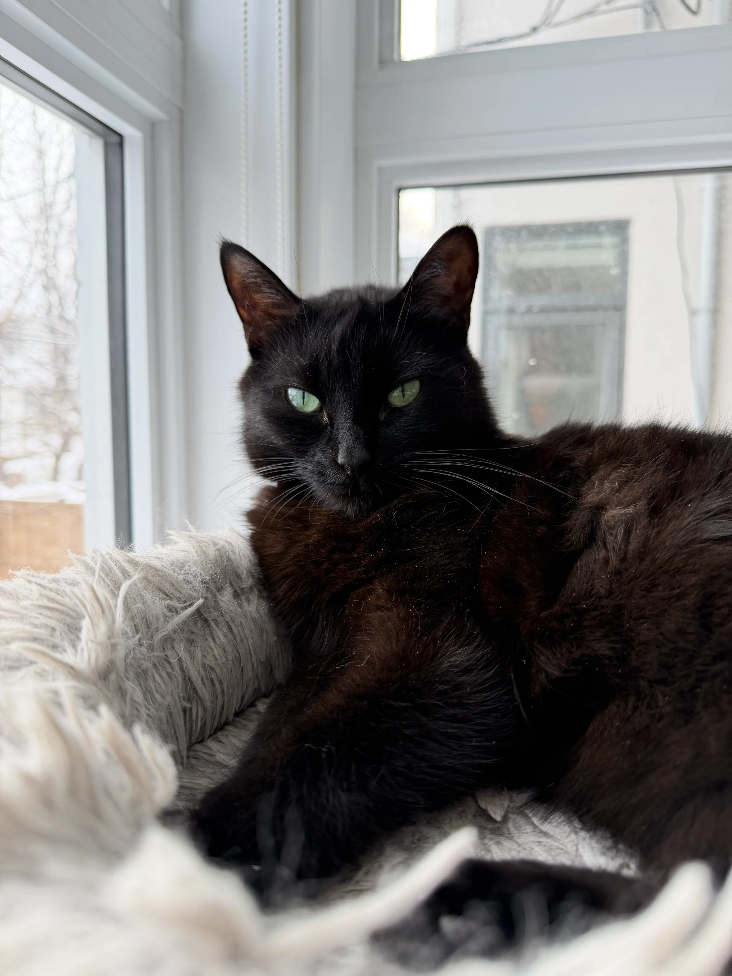 Black cat with green eyes resting on a soft surface near a window with daylight coming in.