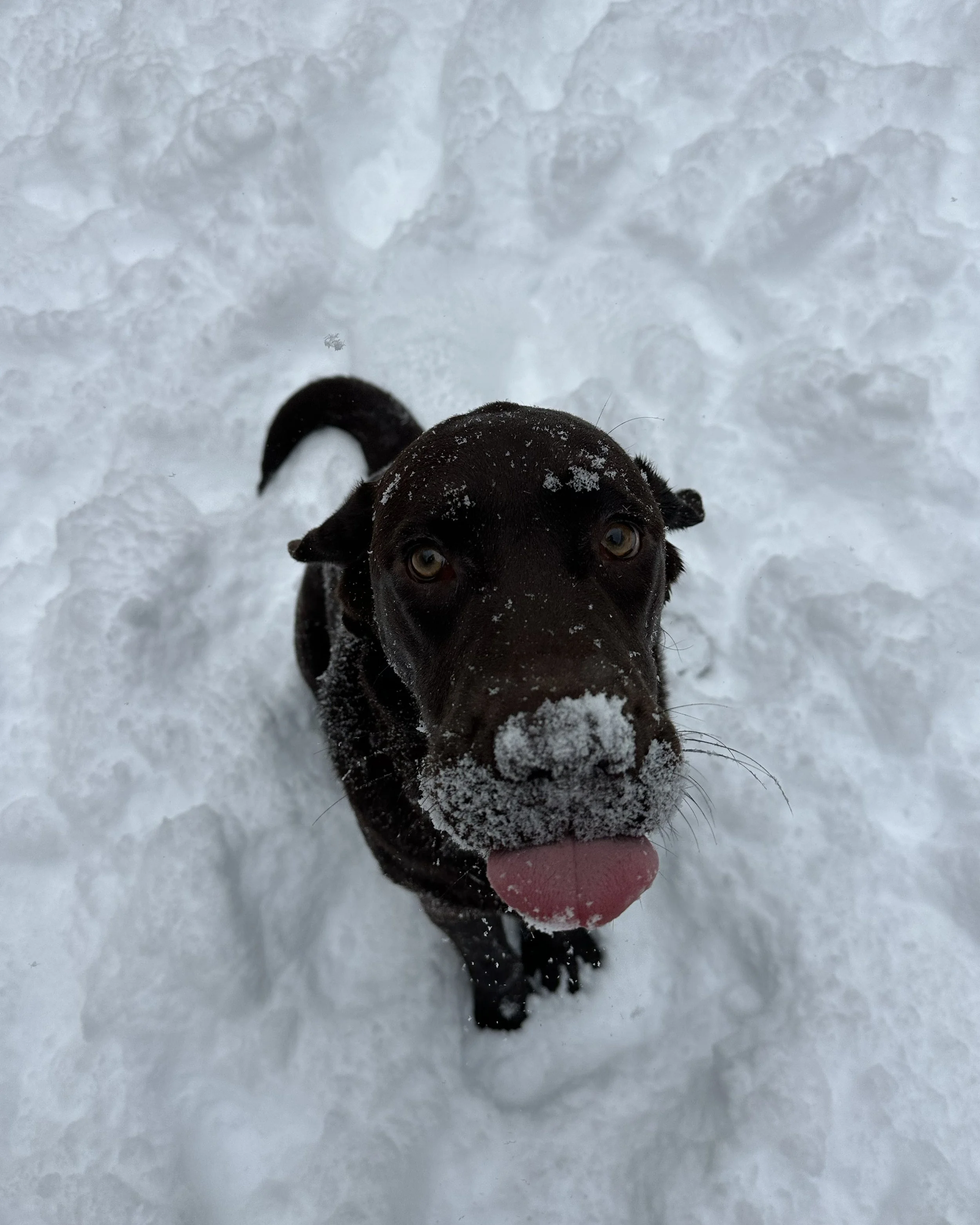 A black dog with snow on its face and nose, standing in snow with its tongue out, looking up at the camera.