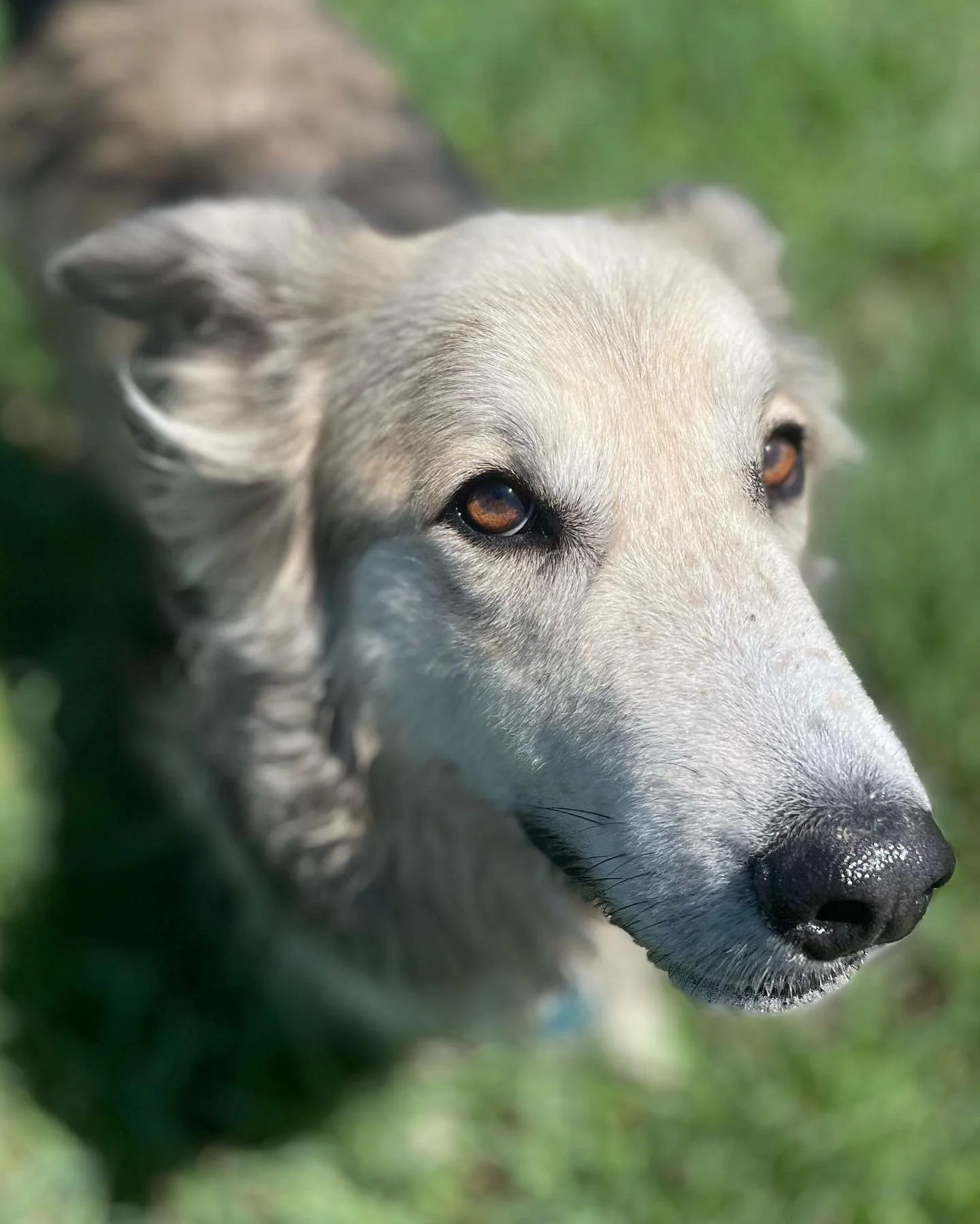 Close-up of a light-colored dog with brown eyes, outdoors on green grass.