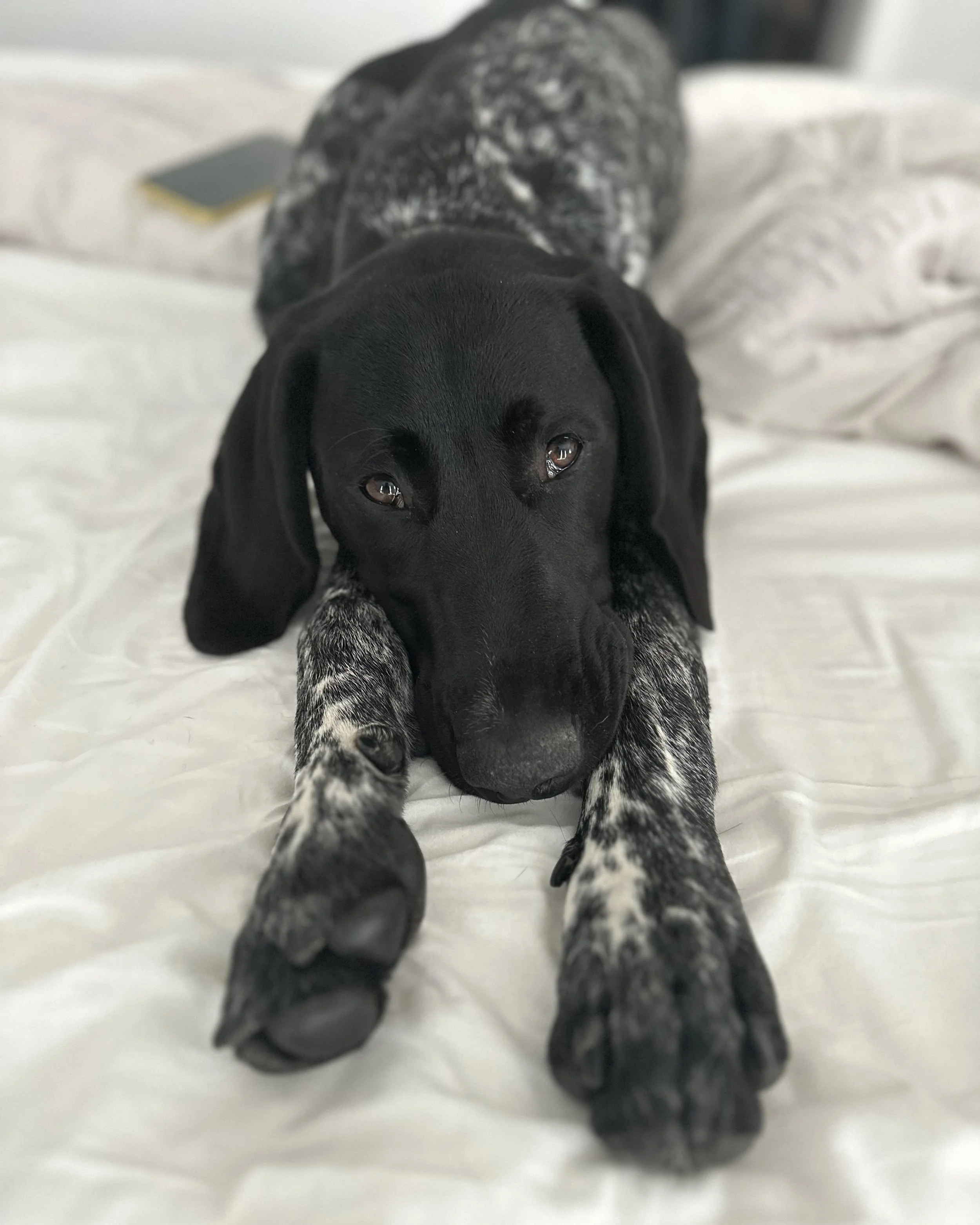 A Black and White Pointer puppy lying down on a white bed, looking at the camera.