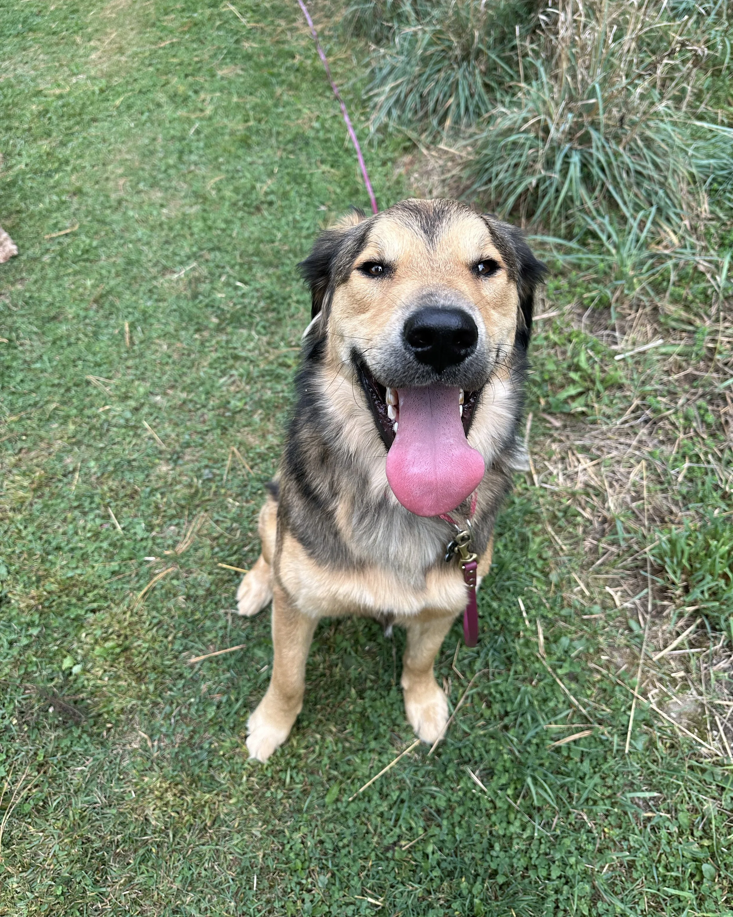 Smiling dog with its tongue out, sitting on grass, next to some plants.
