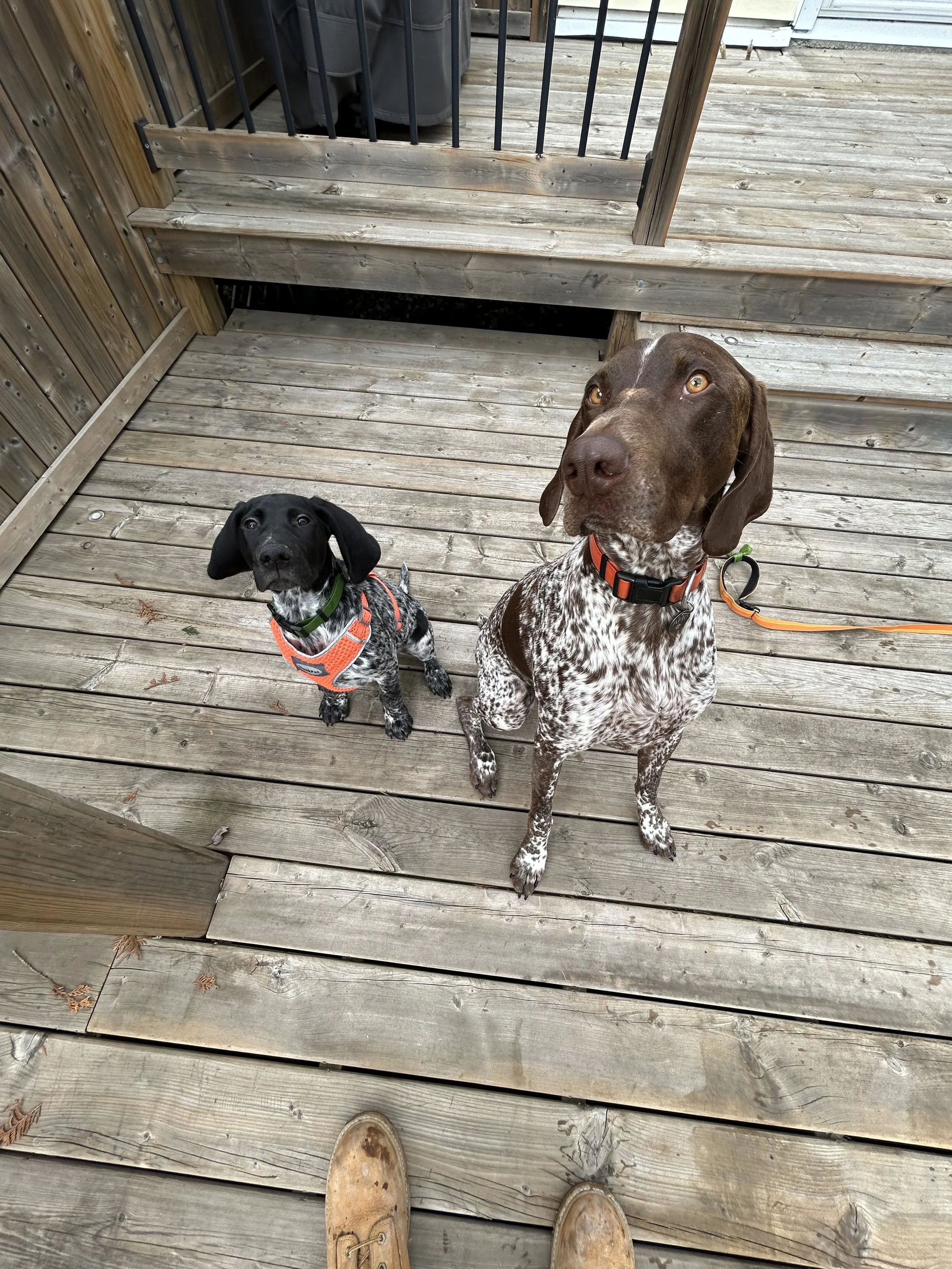 Two dogs sitting on a wooden deck, looking up at the camera. One is a small black and white dog with floppy ears wearing an orange harness, and the other is a larger brown and white dog with amber eyes wearing an orange collar. The photo is taken from a person's perspective, with their brown boots visible at the bottom of the image.