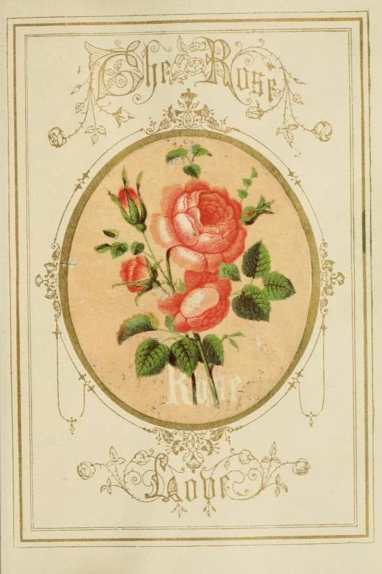 2 The Rose.jpg