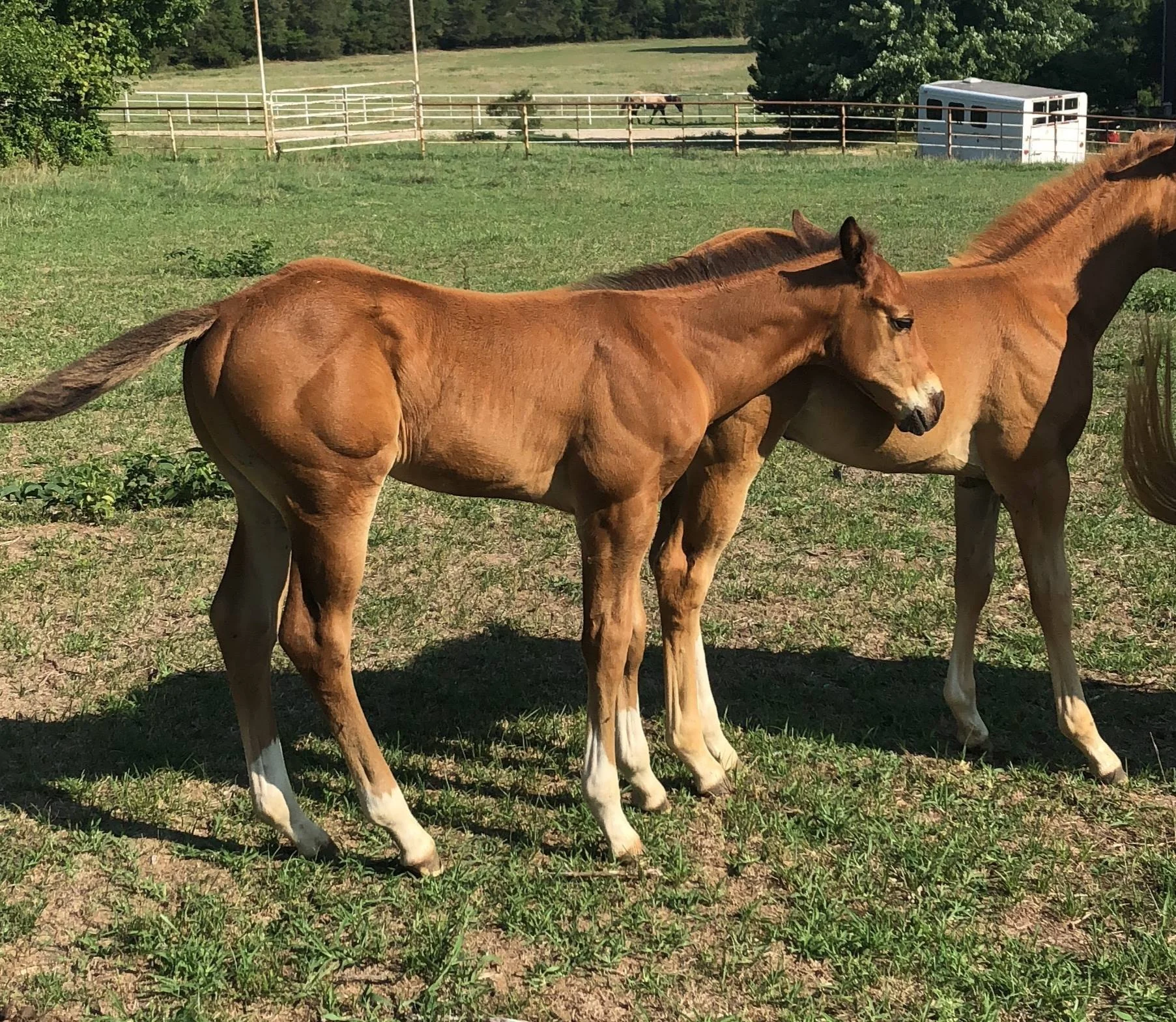 NAME FOR SALE, YEAR, SIRE X DAM, AQHA/APHA