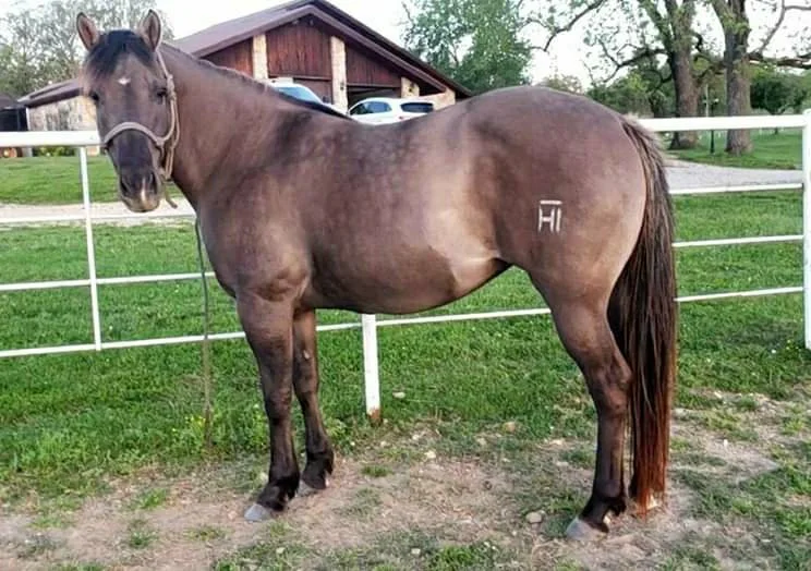 NAME FOR SALE, YEAR, SIRE X DAM, AQHA/APHA