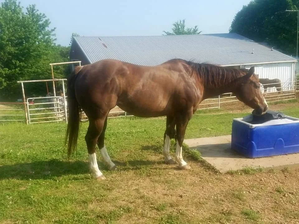 KATY BUG SPECIAL.jpg