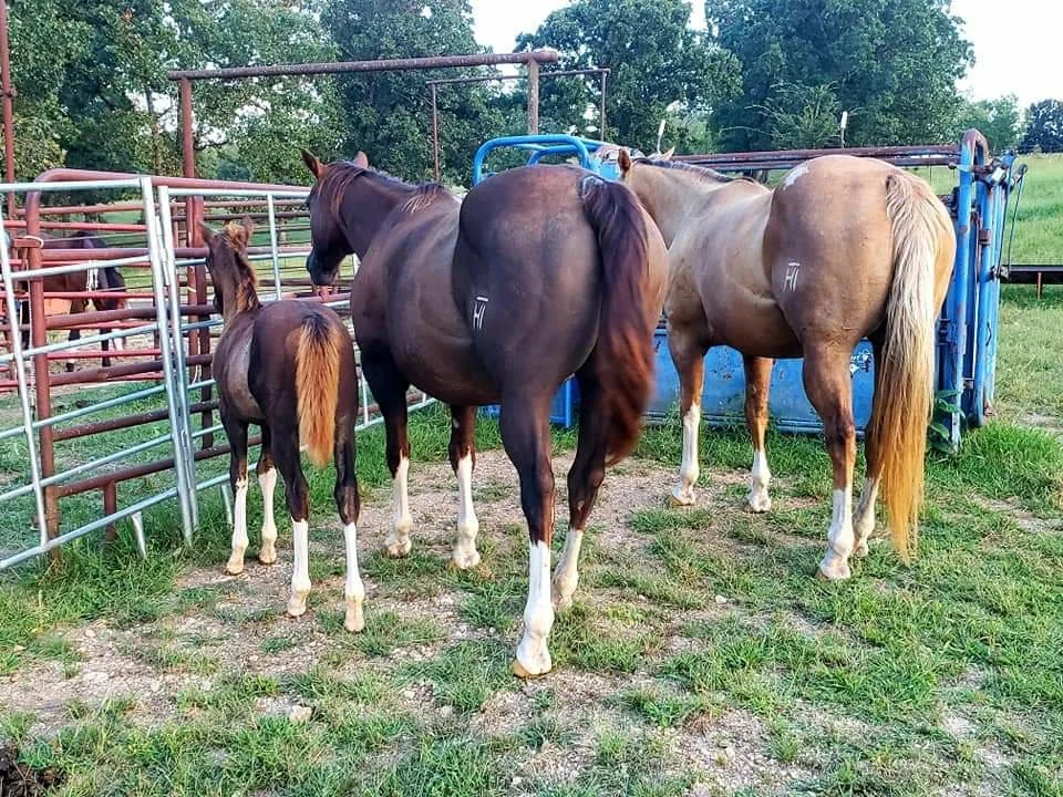 MERRY KATE %22CRICKET%22.jpg